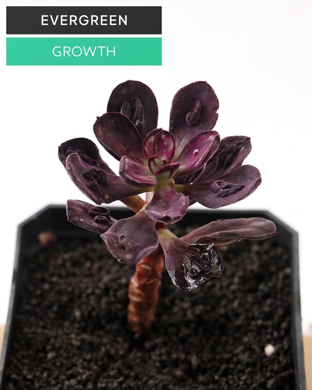 一部発根済カット苗 丸葉紅司 コブ付 M Echeveria nodulosa