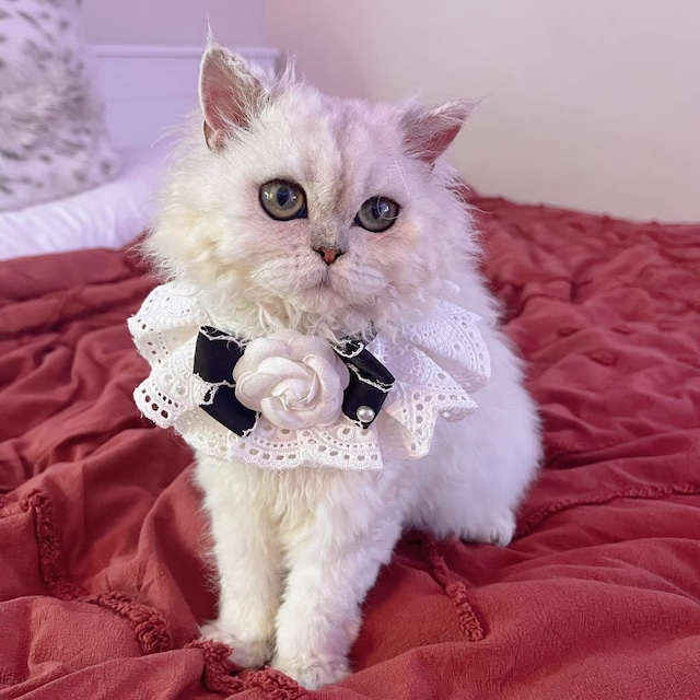 レースRoseブラックリボン 猫 エプロン 付け襟 すたい 猫グッズ