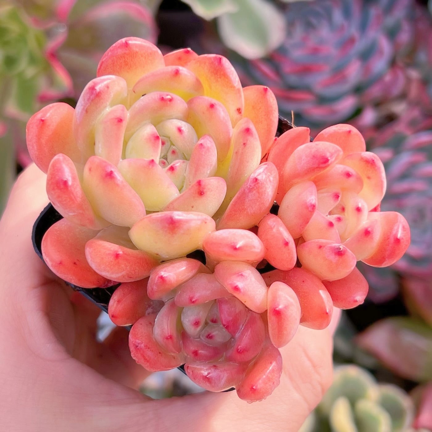 現品　スターマーク#611　群生　るる農園