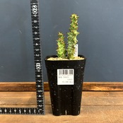 ユーフォルビア　トルチラマ【1079】