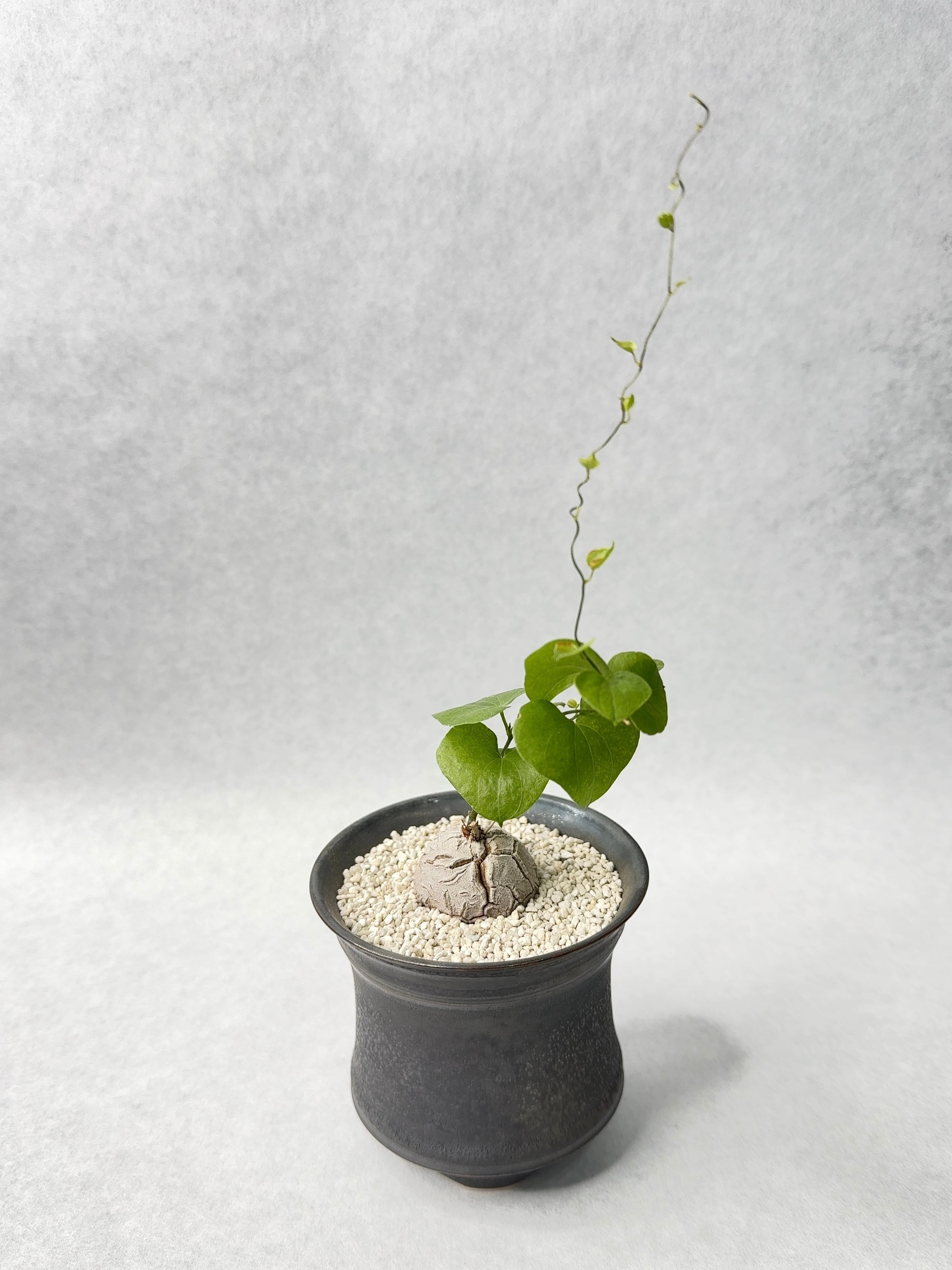 ディオスコレア・エレファンティペス