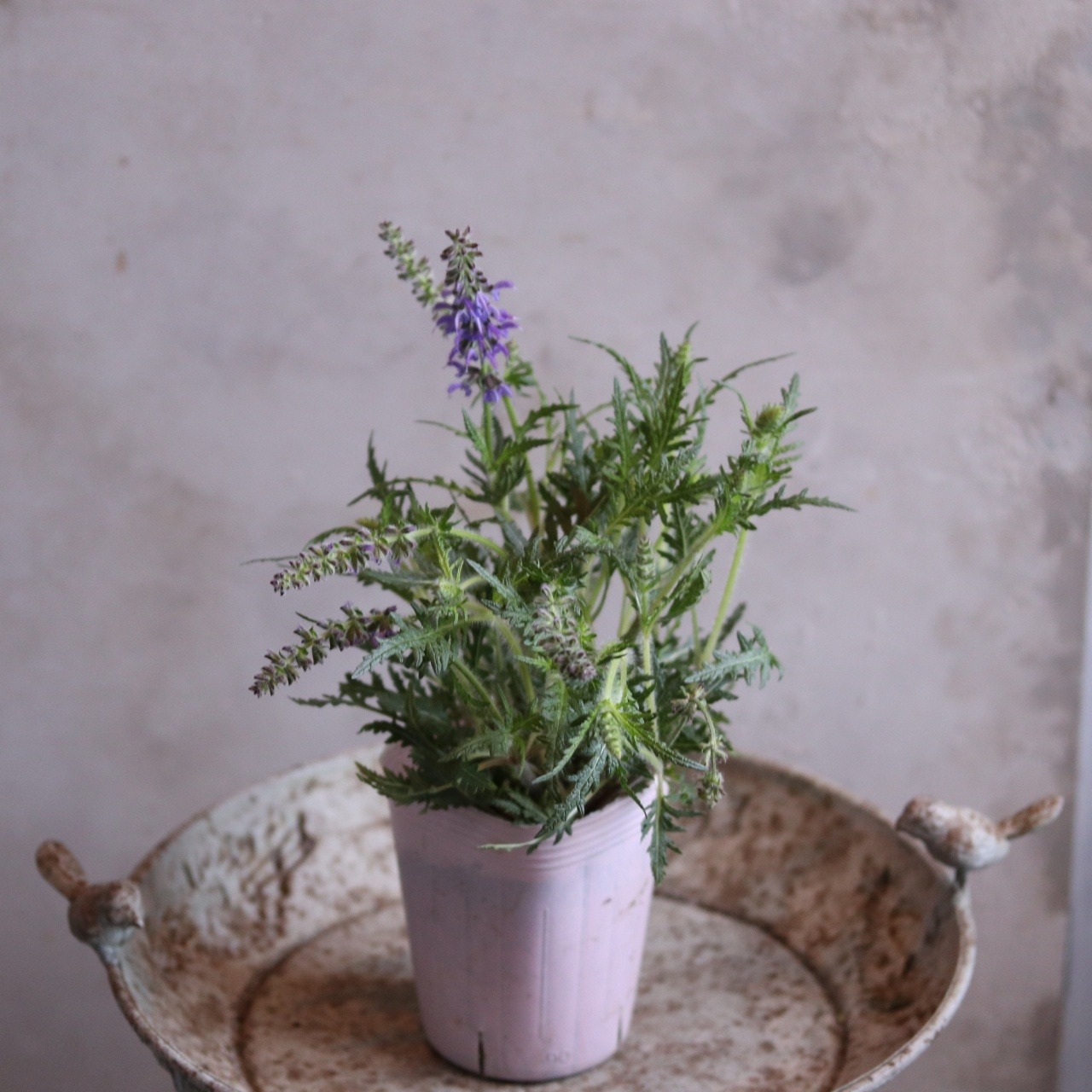 mondimanche サルビア　フェザーズ　ピーコック｜ブルーのお花　栄養系　宿根草　新種で寄せ植えや花壇にオススメ　