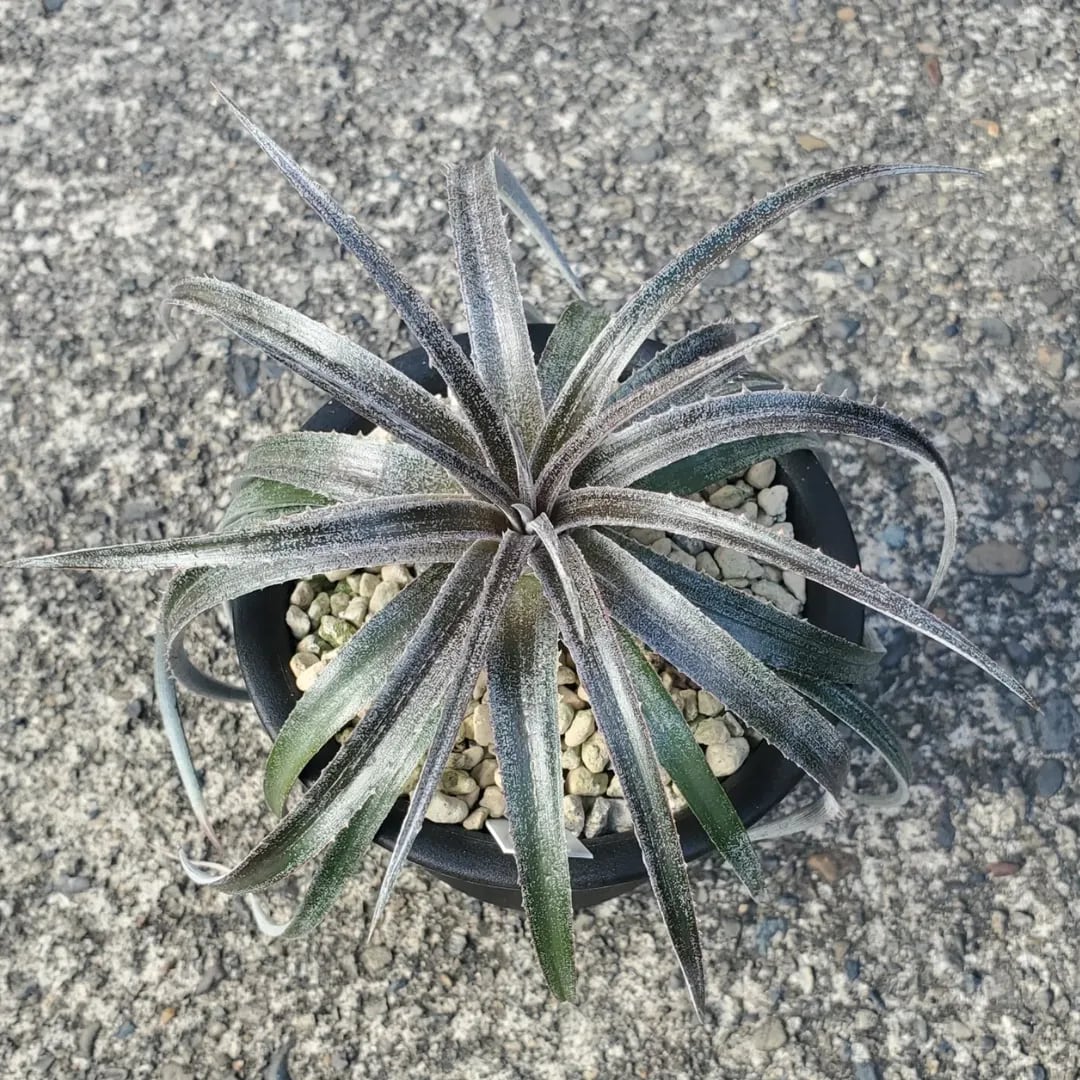 ハイブリッド系 | レアプランツ通販サイトPlants Maniax