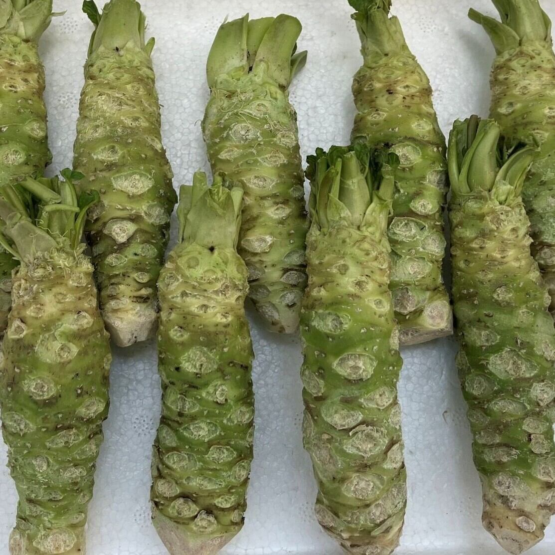 産地直送】岩手県雫石産 わさび 500g ─ 自然栽培 | 産地直送 すこやか