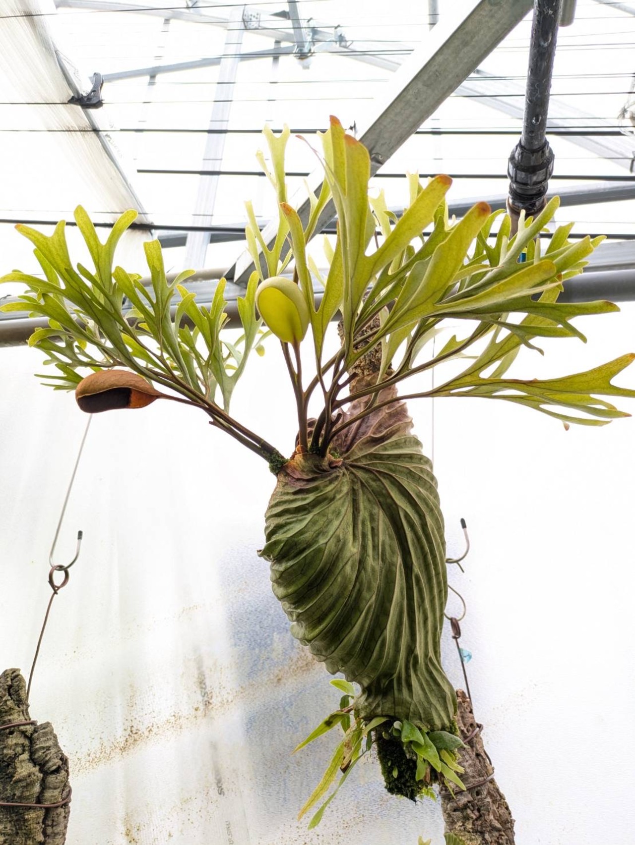 【伊藤蟻】ビカクシダ　リドレイ優良実生　P.ridleyi Sebangau Kuala, Borneo【284】