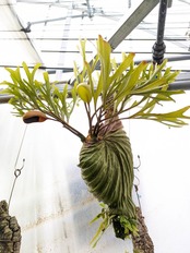 【伊藤蟻】ビカクシダ　リドレイ優良実生　P.ridleyi Sebangau Kuala, Borneo【284】