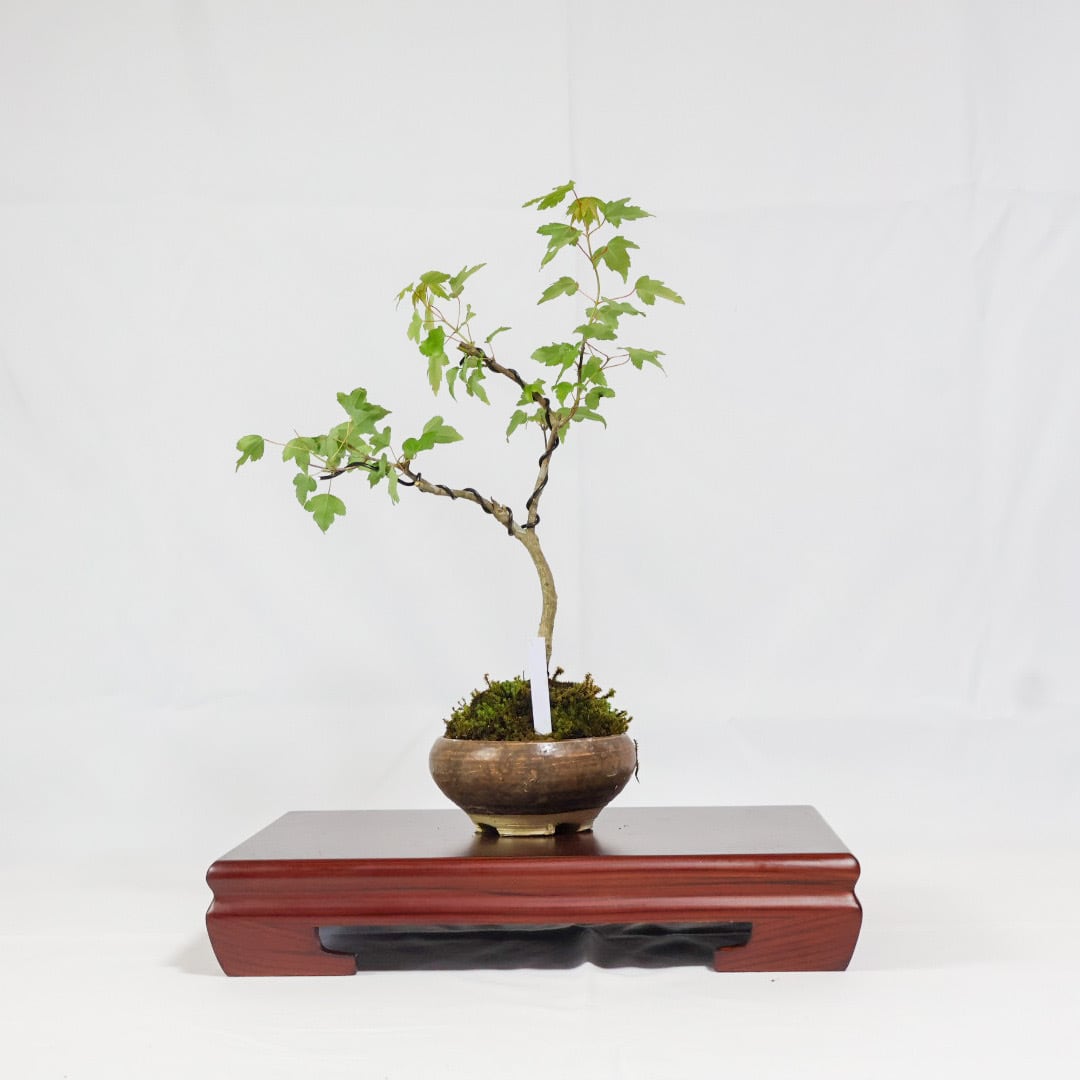 唐楓／トウカエデ盆栽（NA-004） | 和の暮らし盆栽店 | 公式オンライン