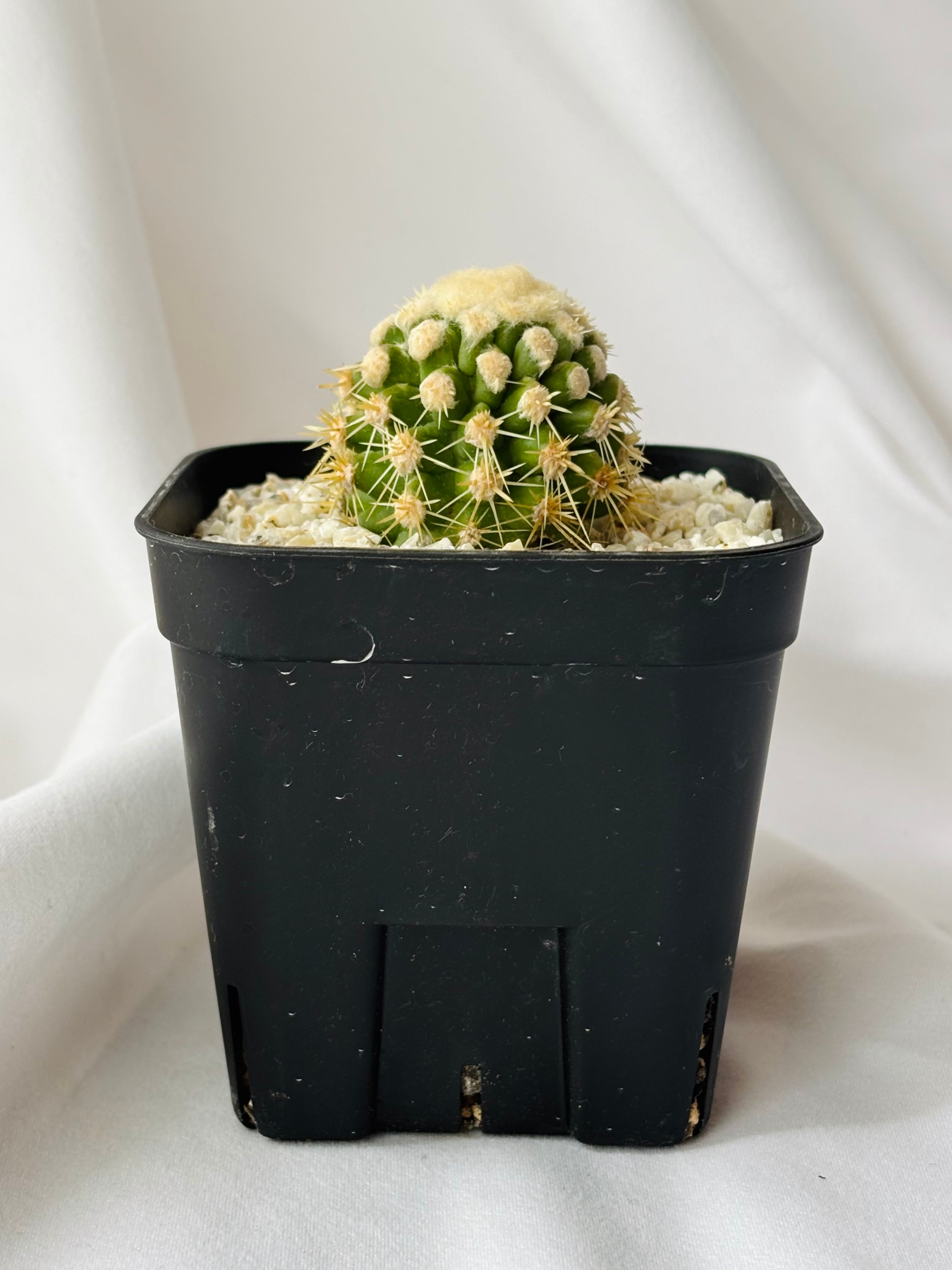 Echinocactus grusonii f. monst エキノカクタス 金鯱の泉 サボテン