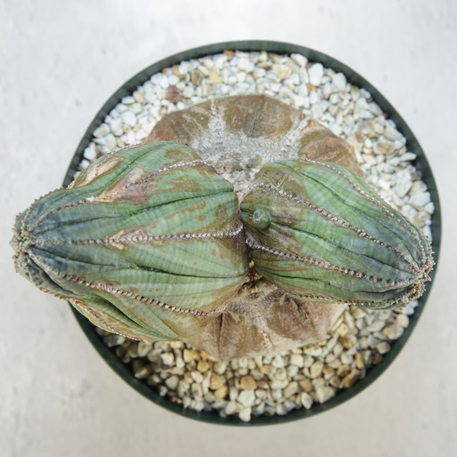 厳選株】超大株 最大幅約11.2cm 円扇石化 成長点潰れ ダブルヘッド