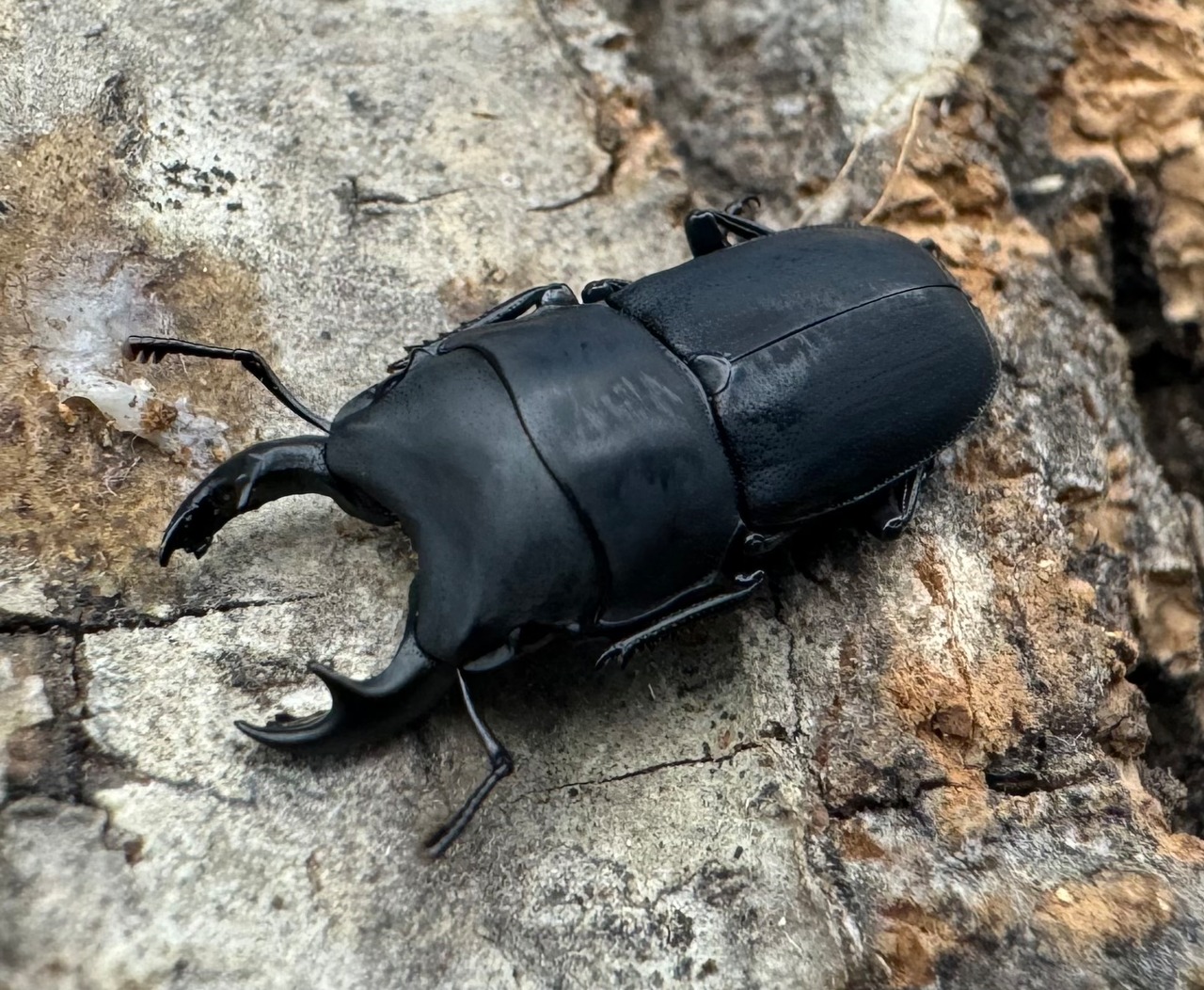 【WF2】《メタドルクス ロトゥンダトゥス ペア+♂1頭おまけ》②