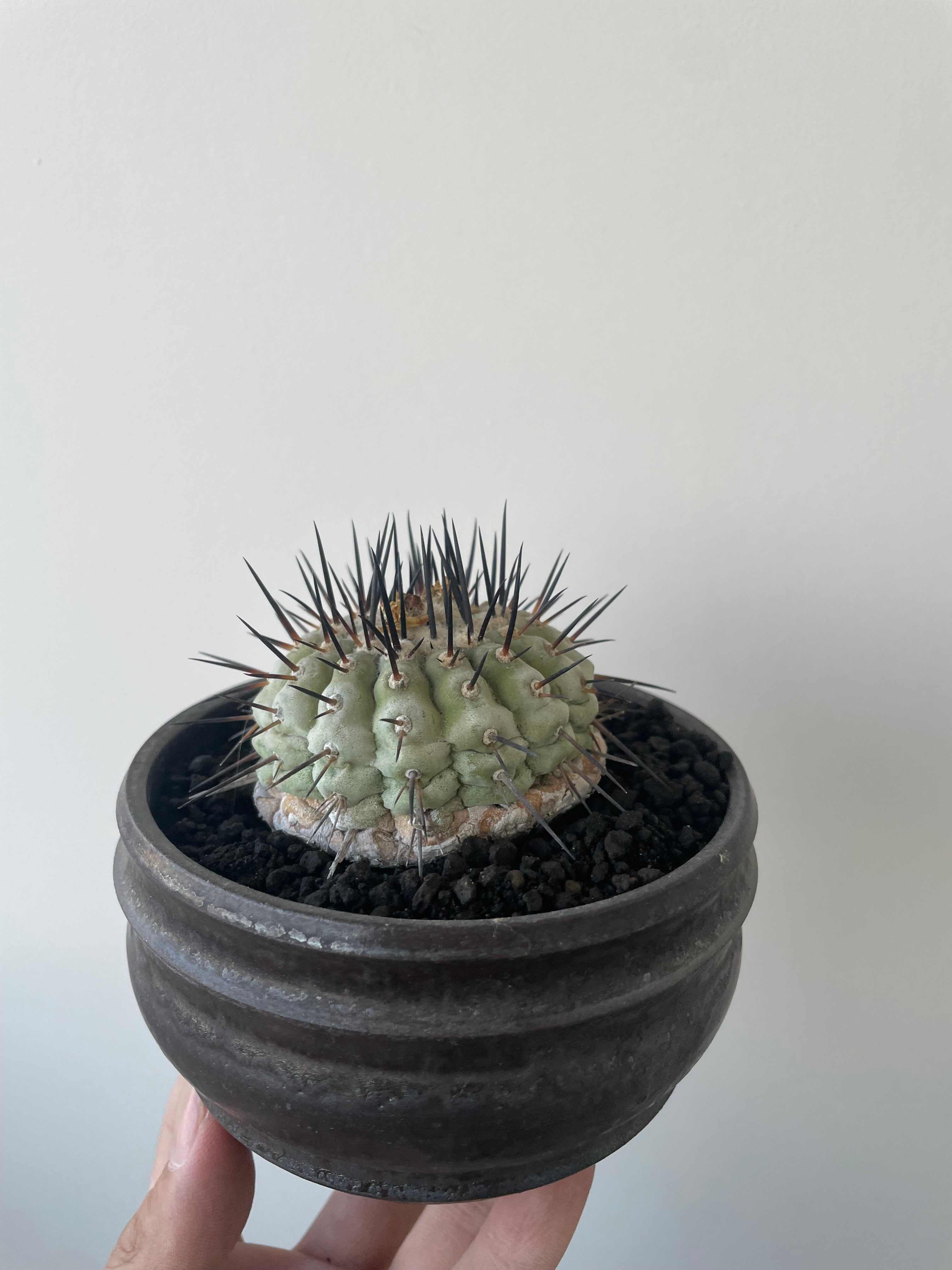 特大サイズ 自根 コピアポア シネレア 黒王丸 姫野翔太 蜂付き Copiapoa cinerea 古株 × deracine factory 【国内作り込み黒王丸