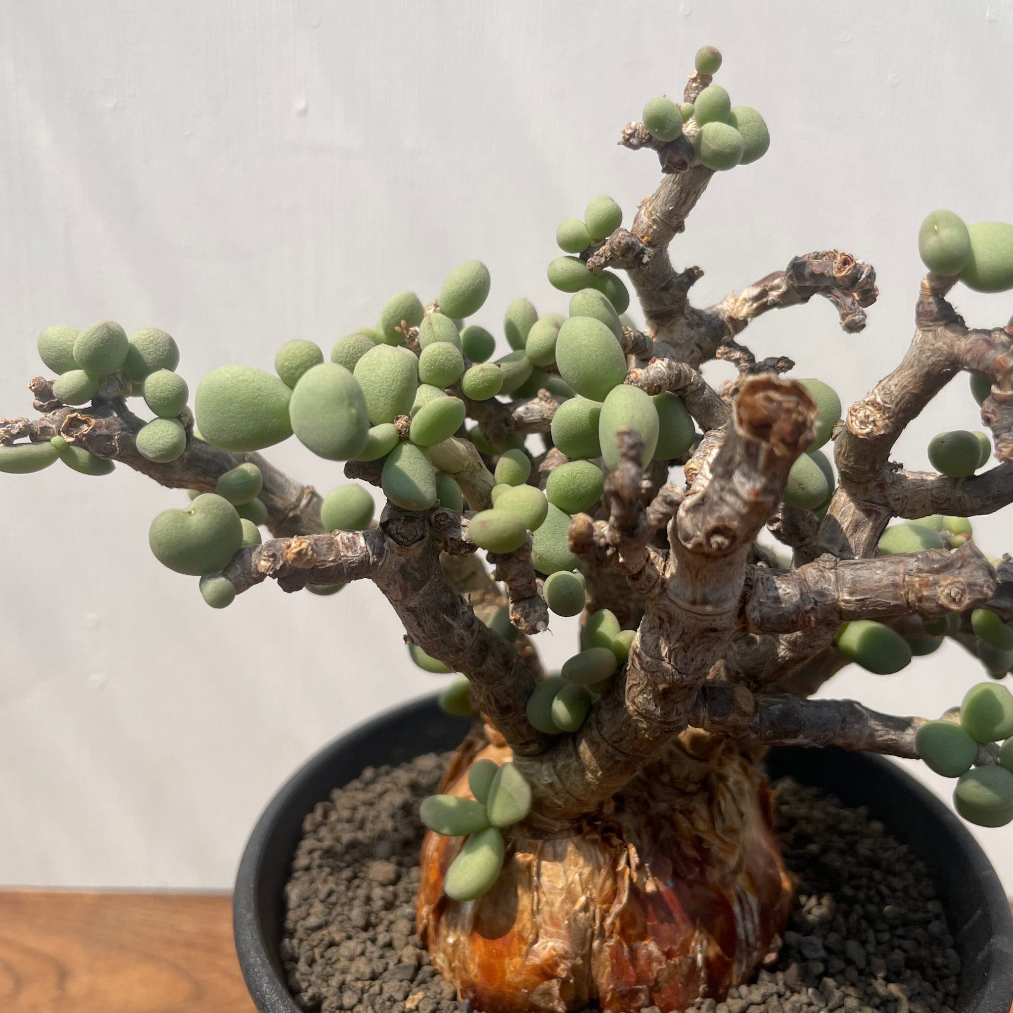 Ceraria pygmaea【ケラリア・ピグマエア】 | RIMO'S GREEN 【Saboten