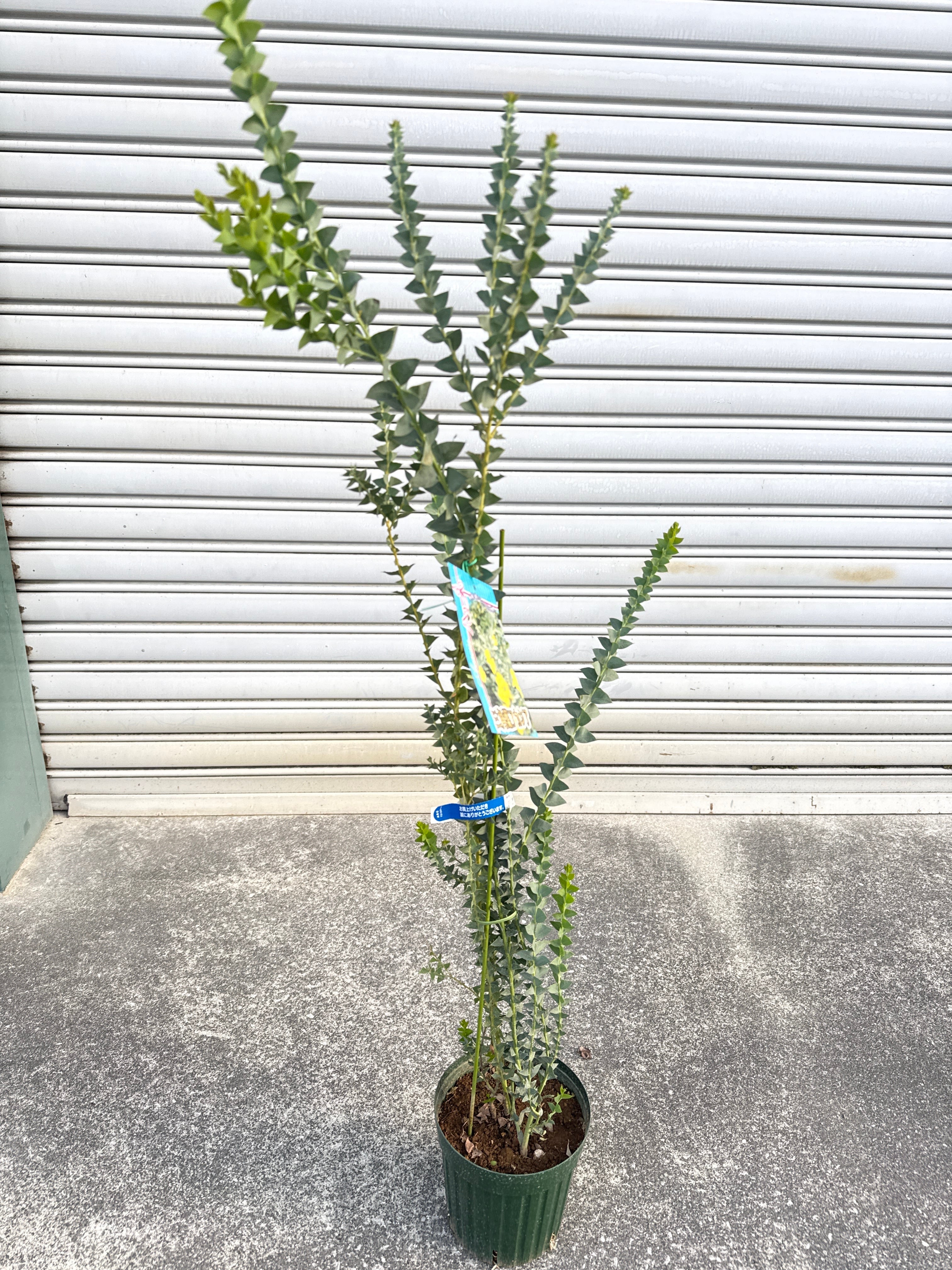 レア人気種　三角アカシア 三角葉 アカシア | Gardenえん 【観葉熱帯植物】