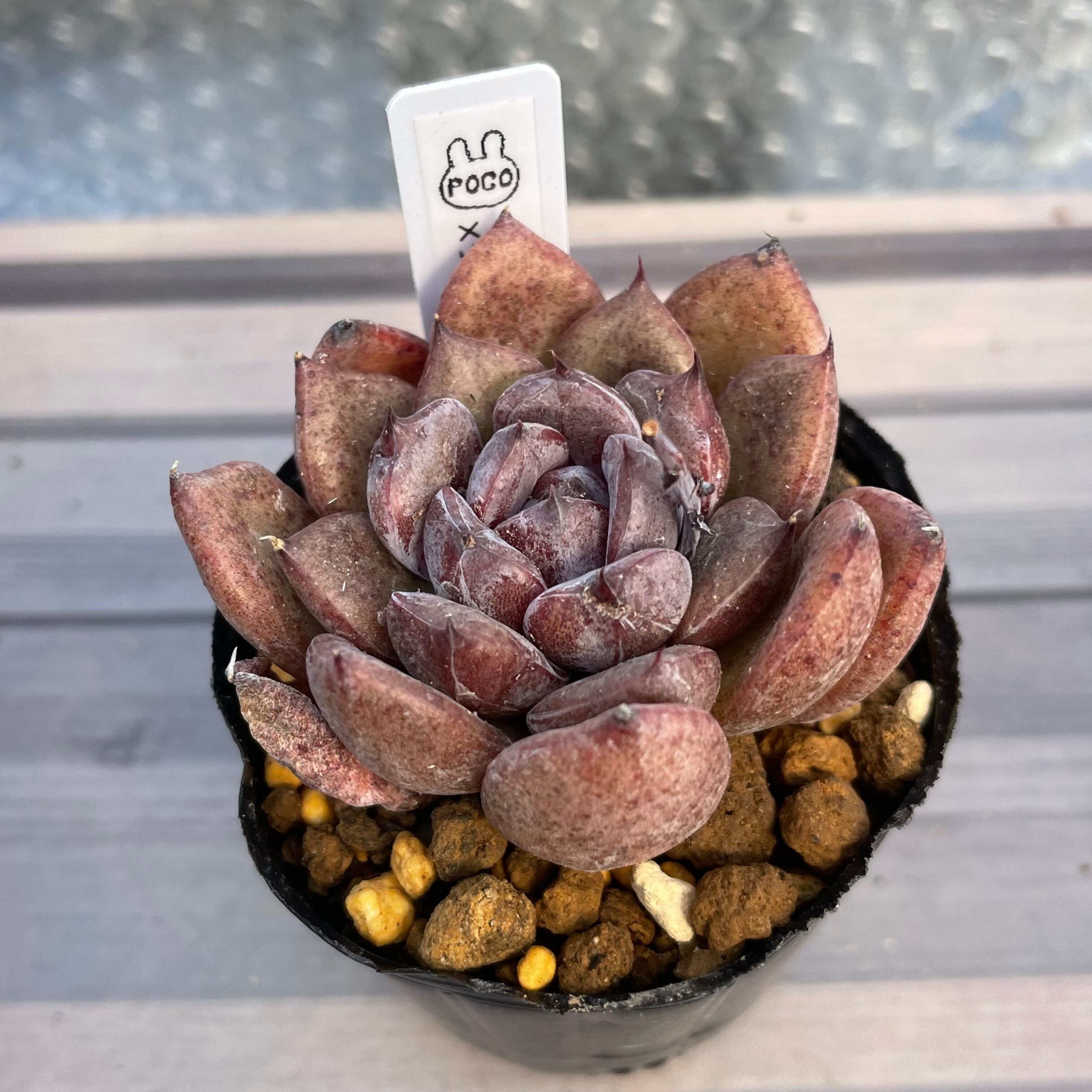 多肉植物 モーサン 抜き苗良苗エケベリア