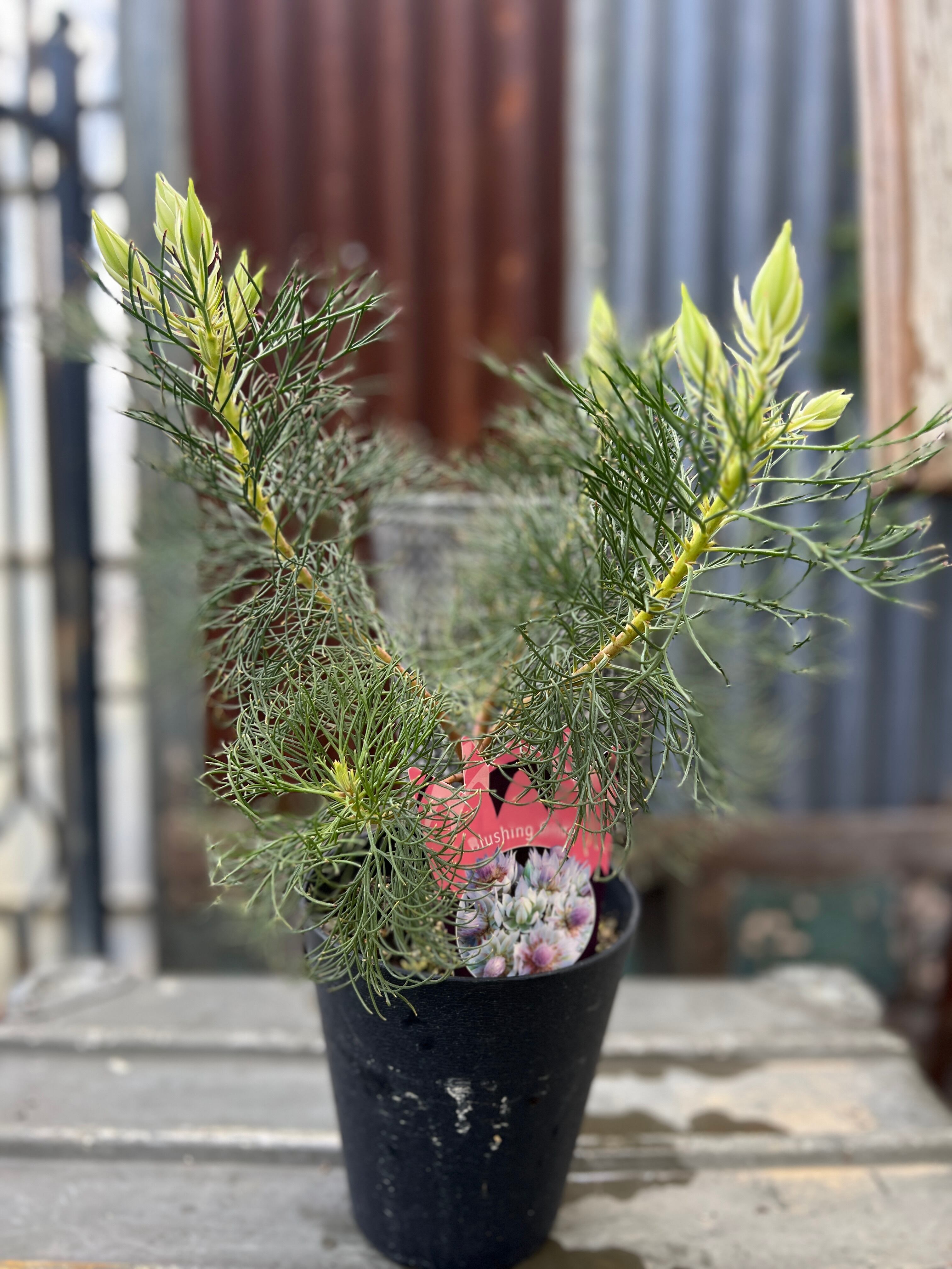 プロテア　オーストラリスアイス　5号（バンクシア、グレビレア、リューカデンドロン プロテア オーストラリスアイス 5号（バンクシア、グレビレア