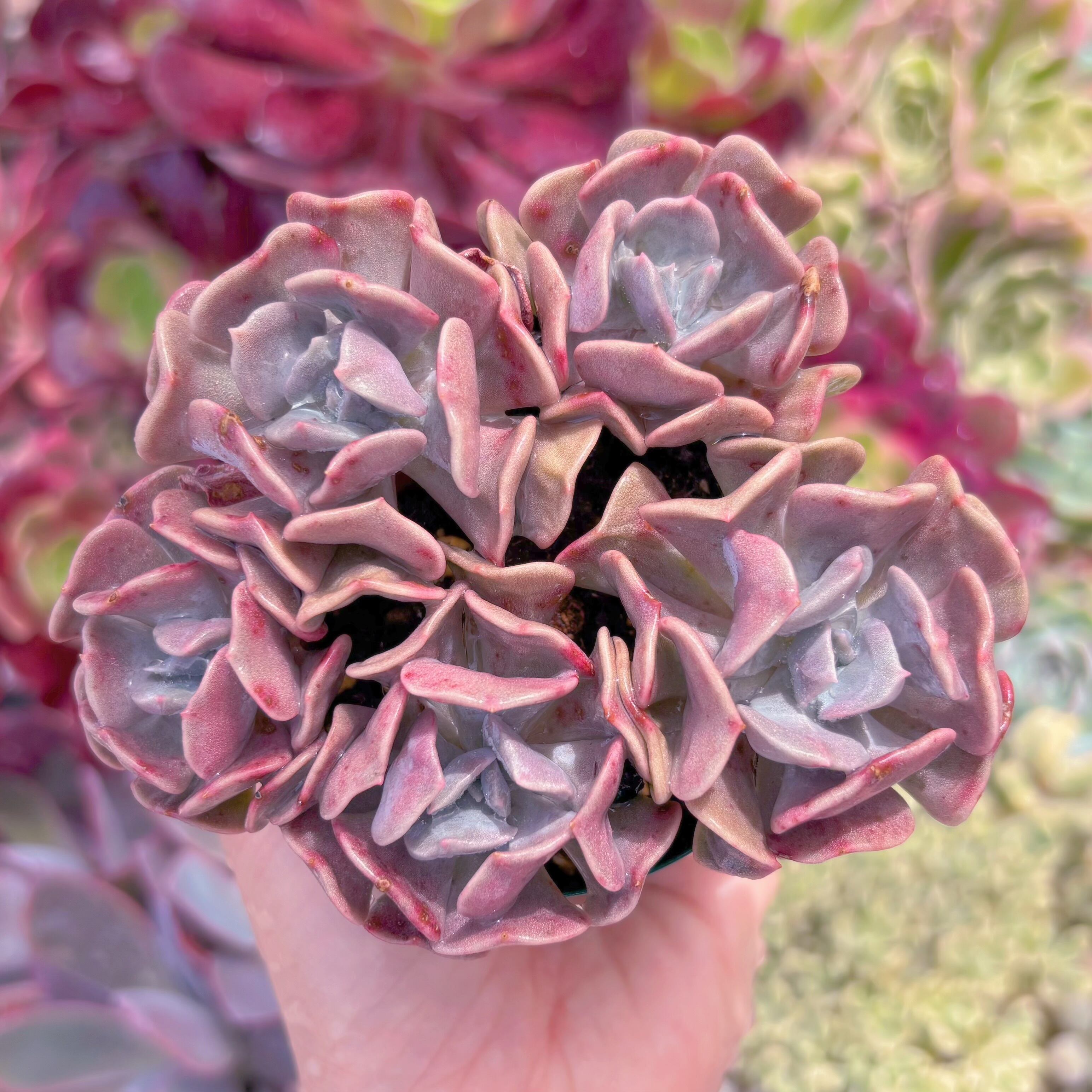 現品　キュービックフロスト#F001　るる農園