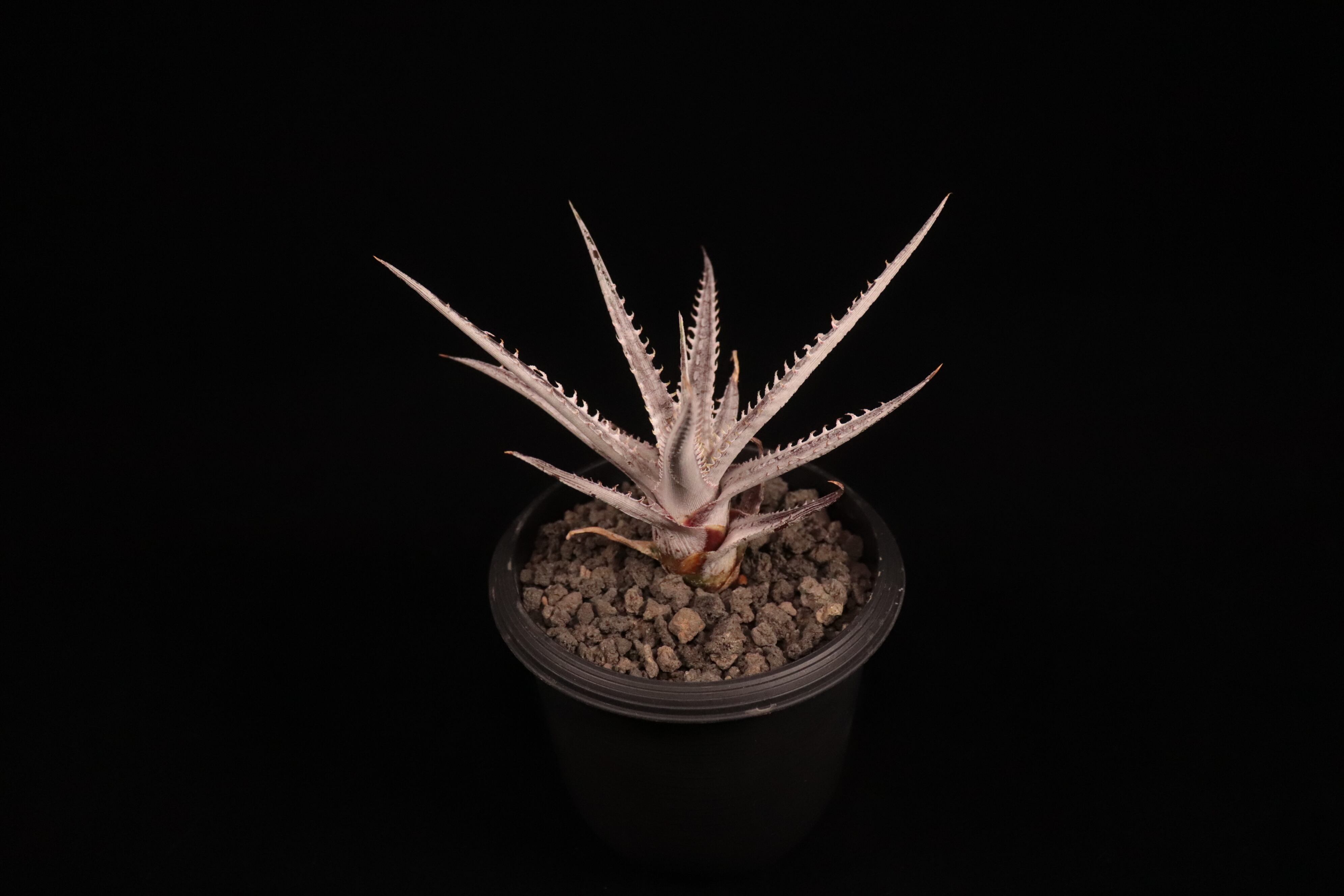 送料無料】Dyckia 'Armorgon'〔ディッキア〕現品発送D488 | PAY ID