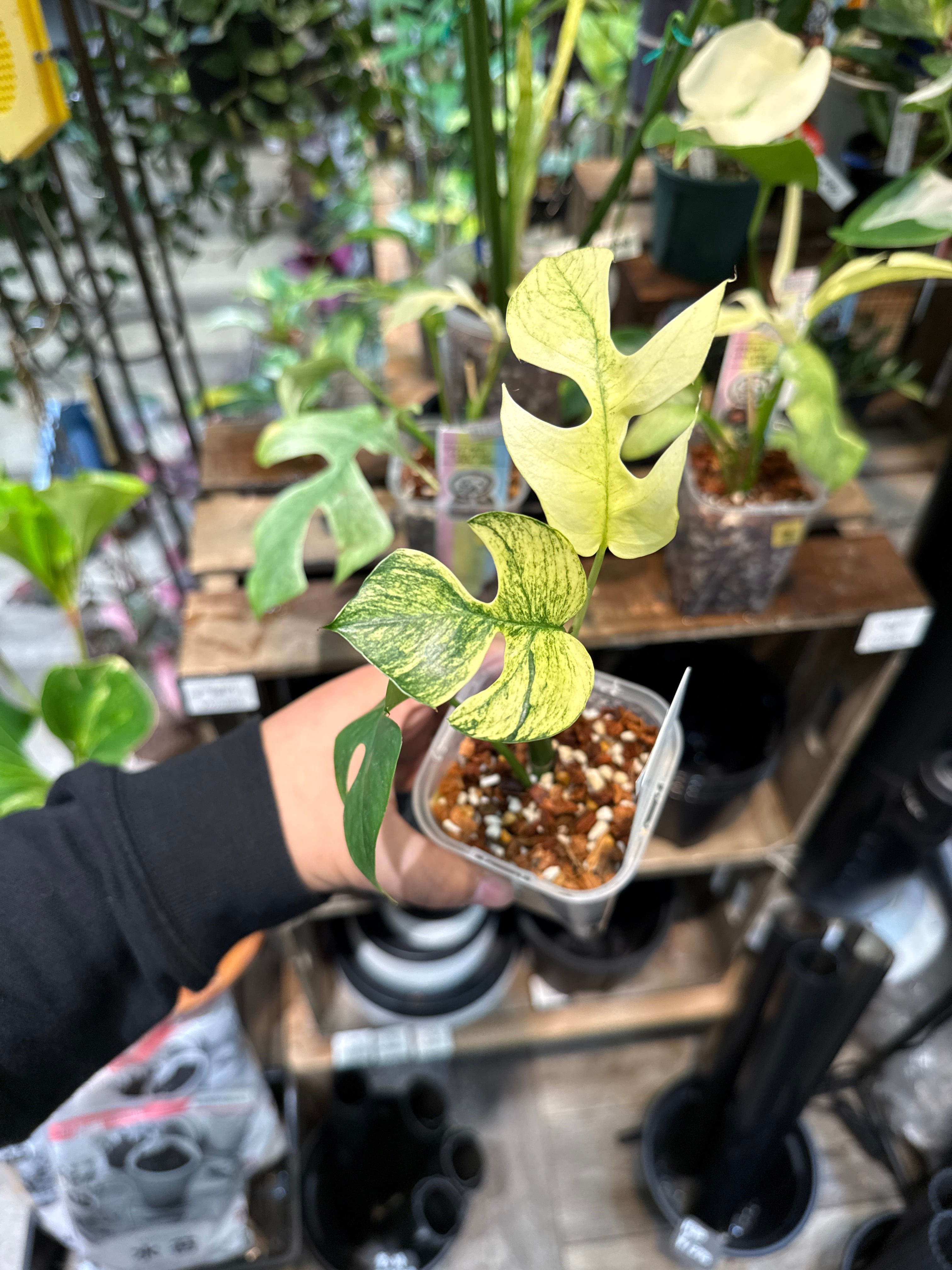 希少　ラフィドフォラテトラスペルマ　タイコンステレーション　カット苗　大株 希少 ラフィドフォラテトラスペルマ タイコンステレーション カット苗