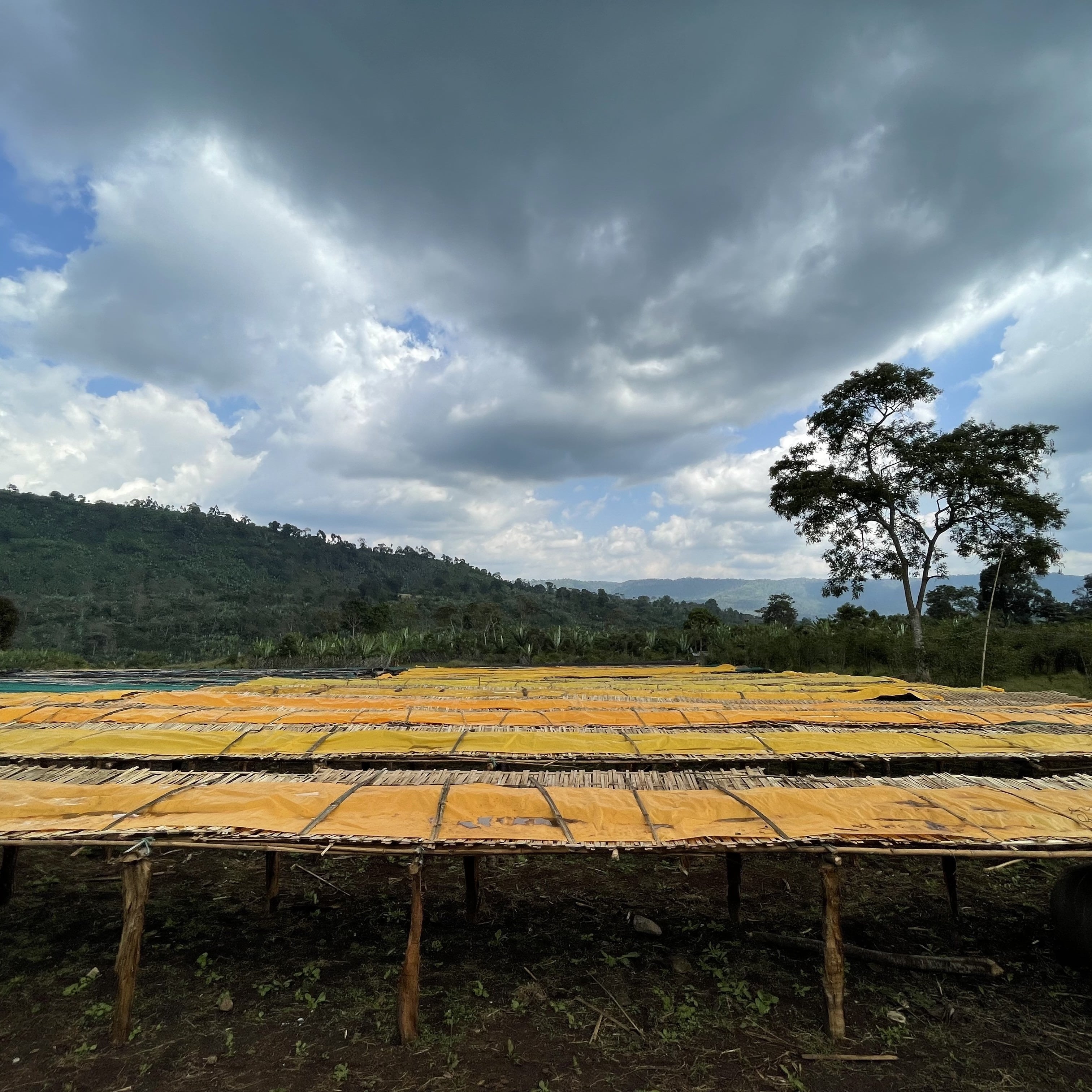 Ethiopia Dula Mazoria Anaerobic Natural (200g) | SAFARI COFFEE ROASTER