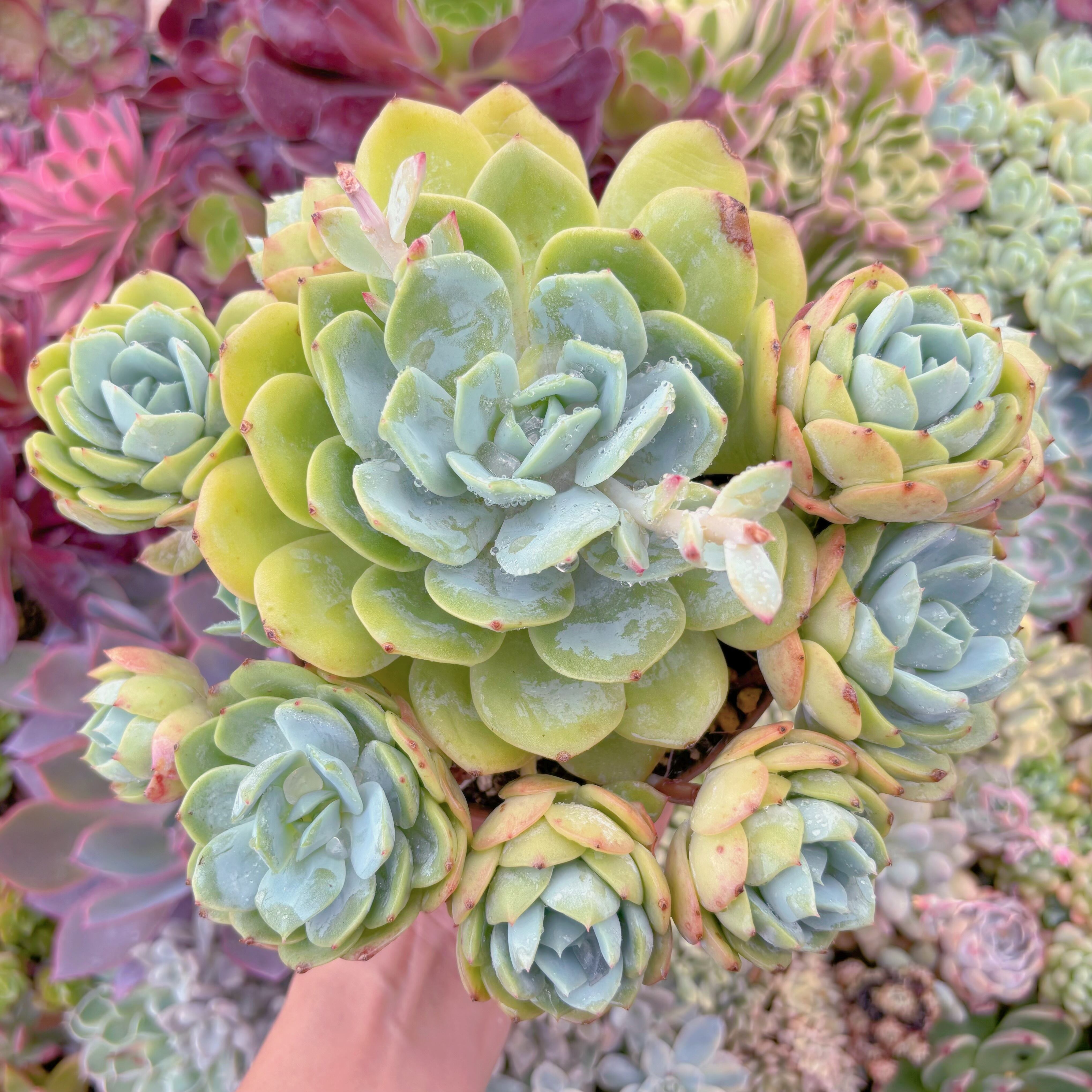 現品　恋曲#548　特大群生　新入荷　るる農園