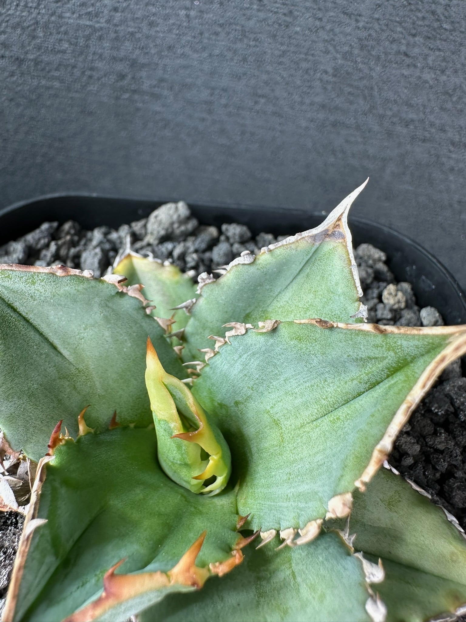 449 アガベ オテロイ 