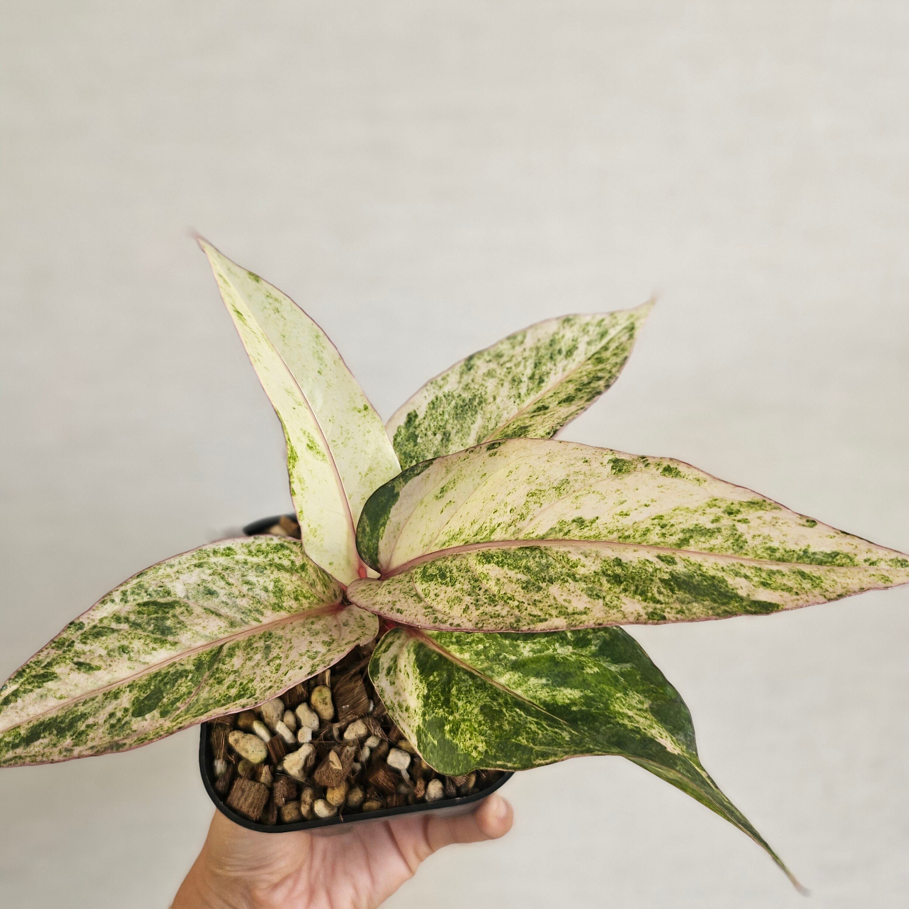 ♡レア♡《Anthurium Renaissance Var.》アンスリウム・ルネッサンス