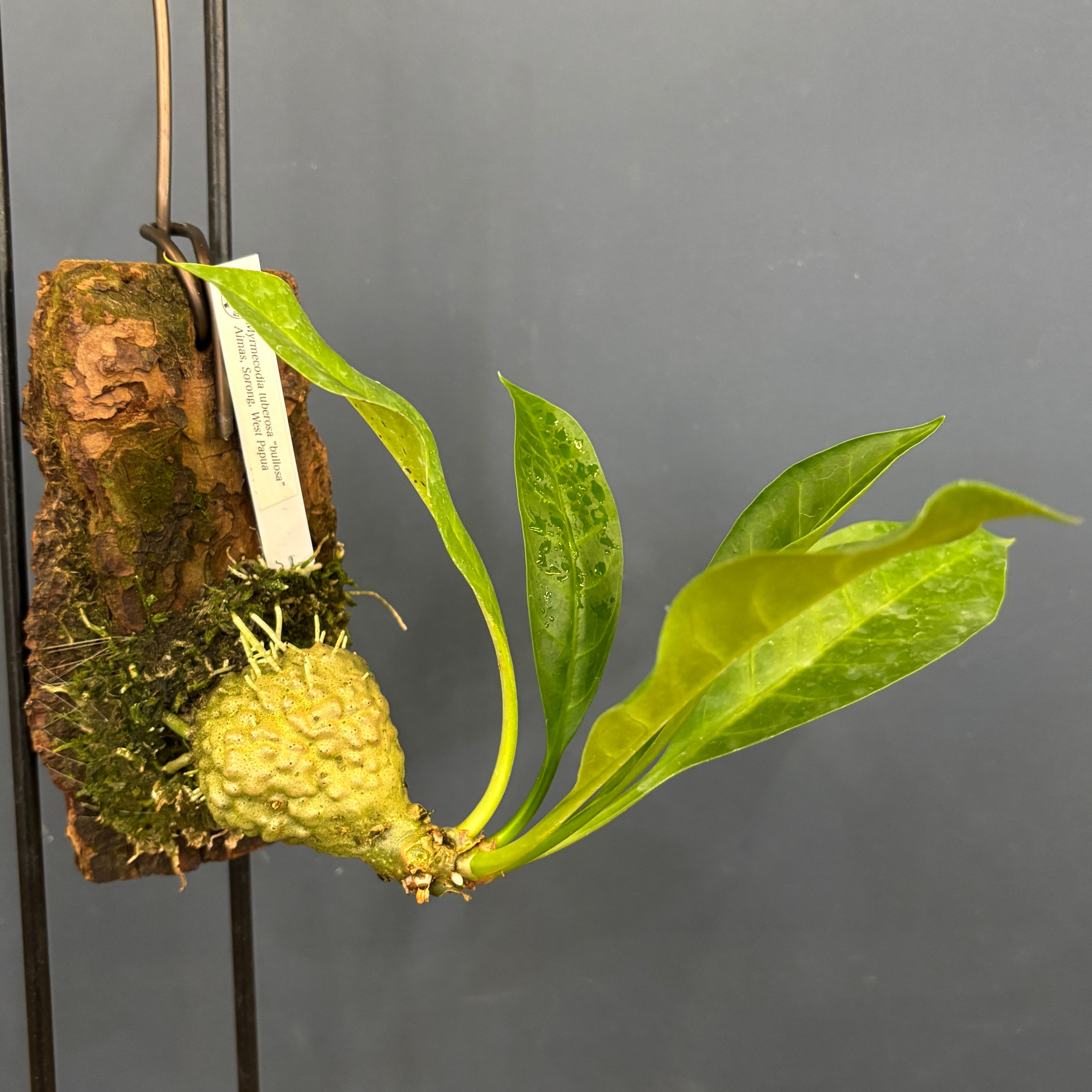 ミルメコディア tuberosa 'bullosa'【84】