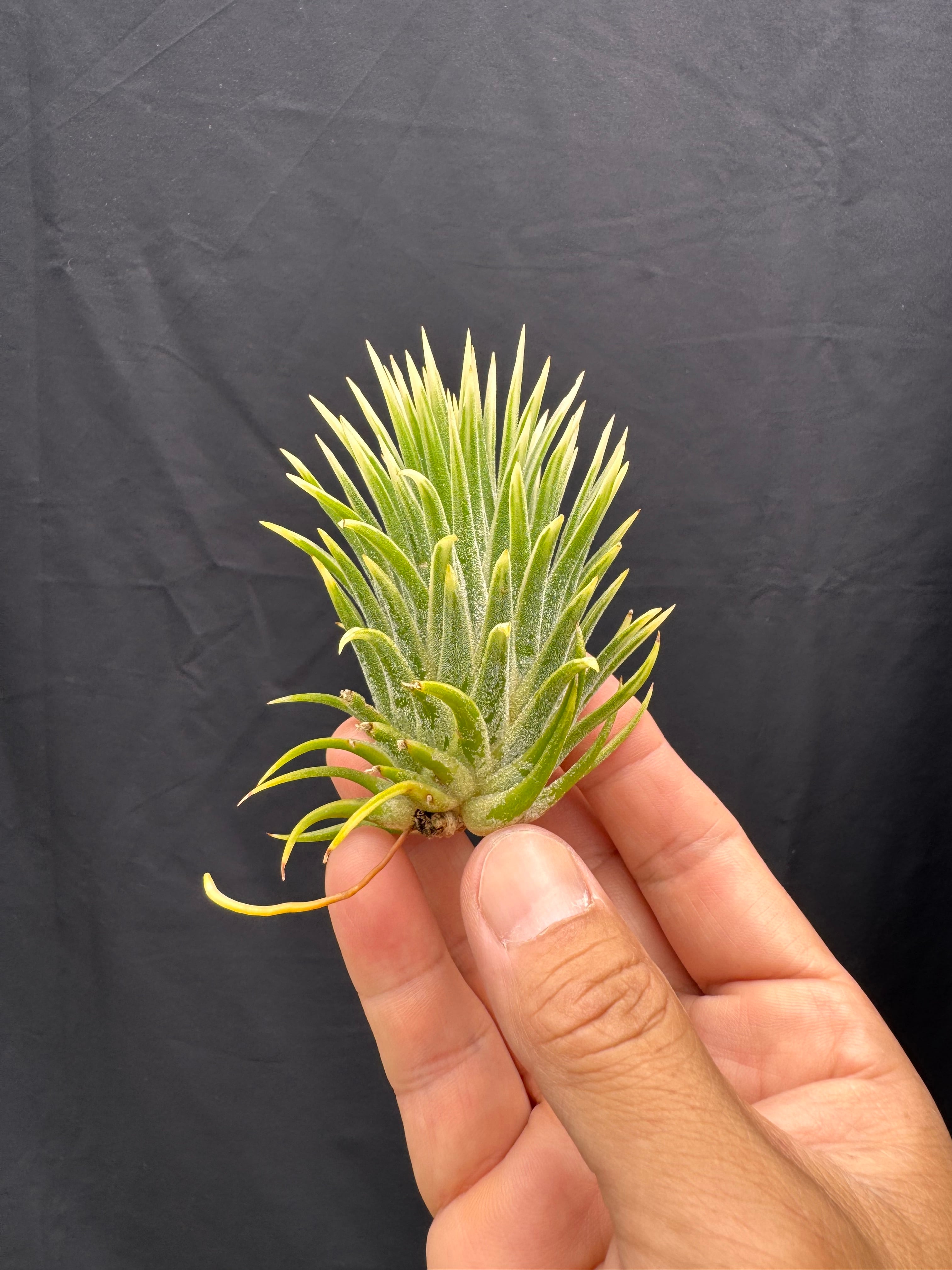 キセログラフィカxカピタータマロン① xerographica x capitata
