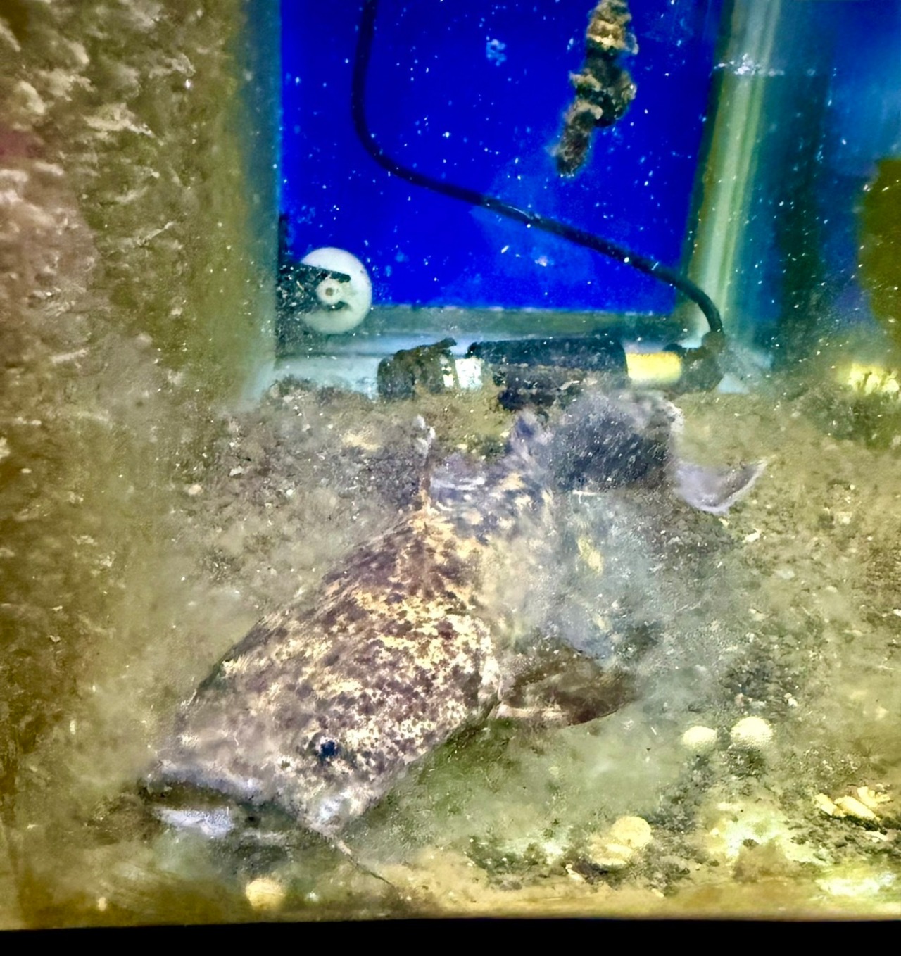 オレンジキャット - 3