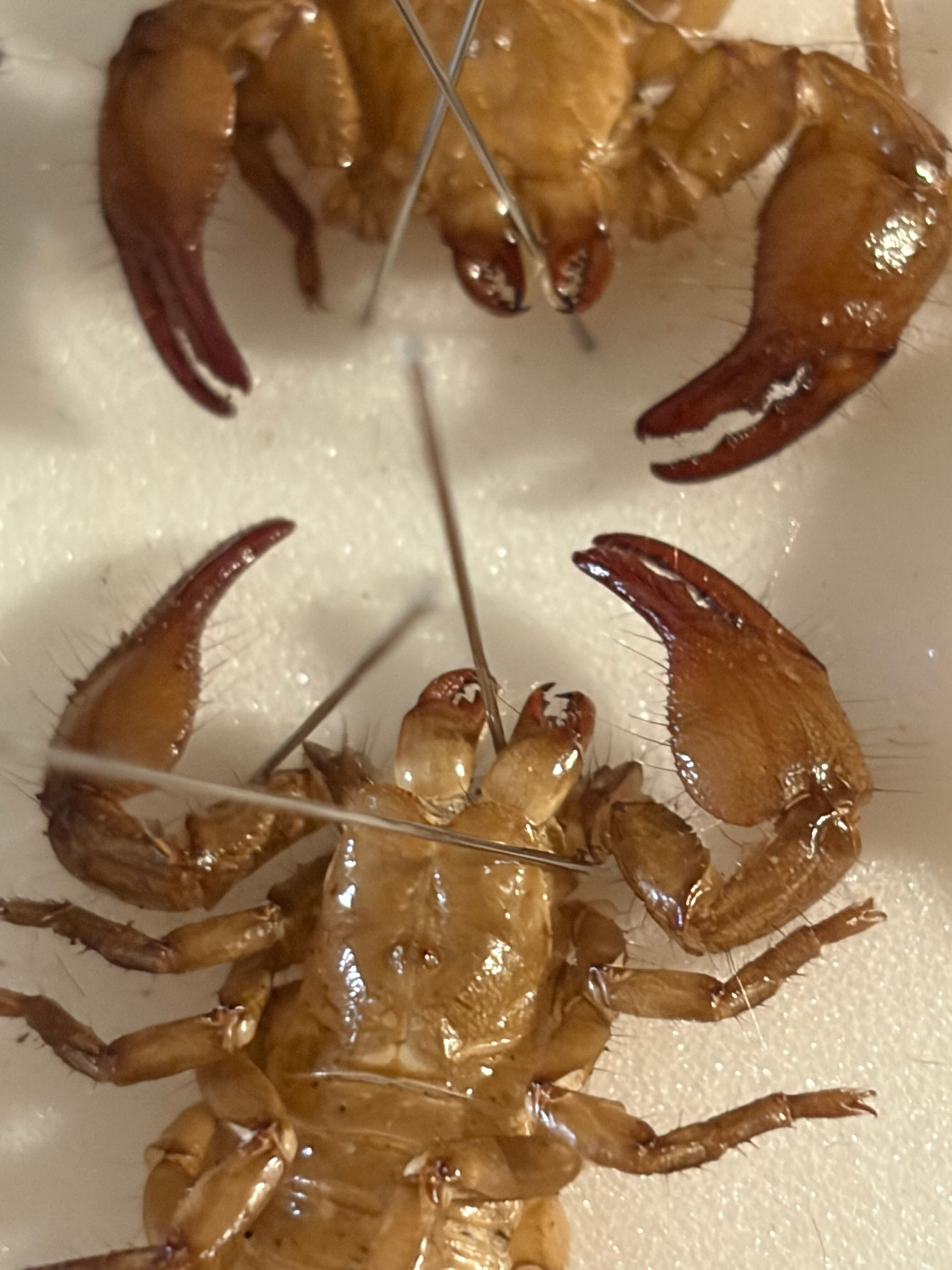 3匹set】5齢のダイオウサソリの脱皮殻標本 エンペラースコーピオン