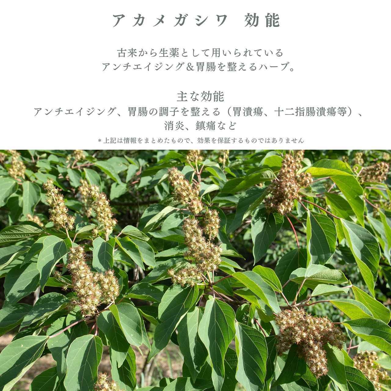 ぽのぽの茶 ツボクサ・生姜ブレンド｜もだま工房 石垣島産 無農薬有機栽培ハーブティ