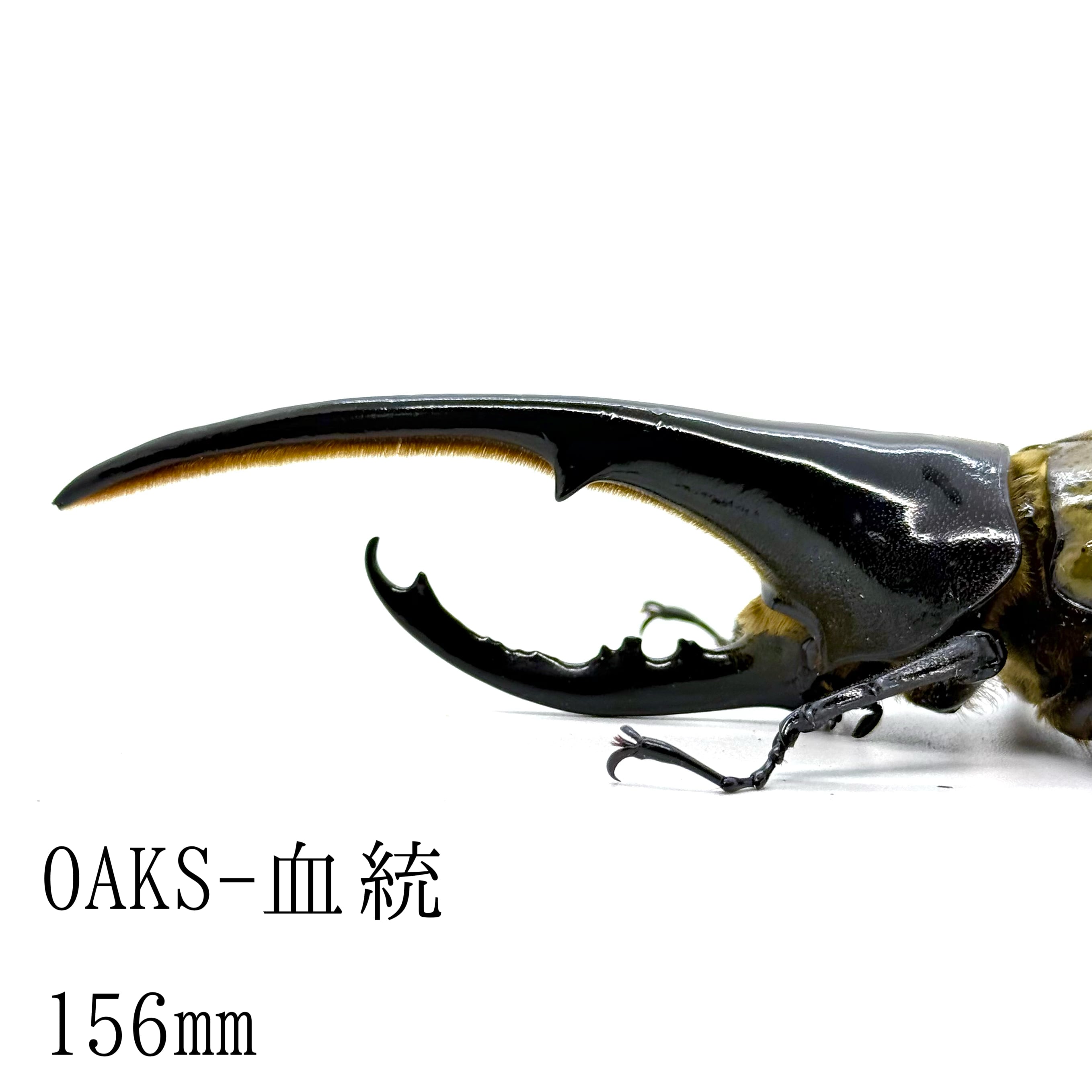 156㎜ / 成虫 / オス / ヘラクレスオオカブト