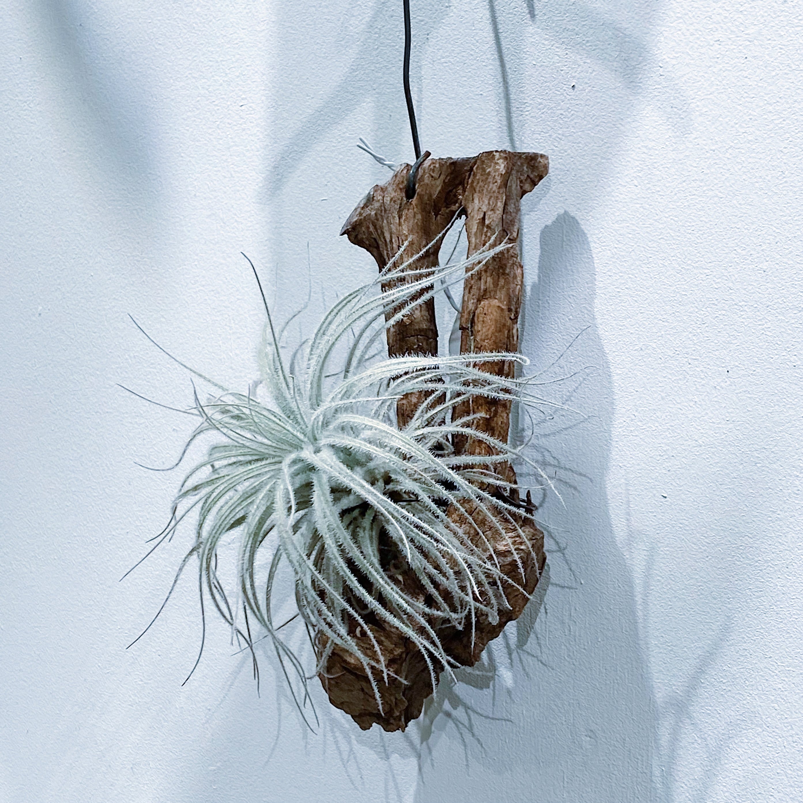 チランジア テクトラム Tillandsia Tectorum Stand By Green スタンドバイグリーン