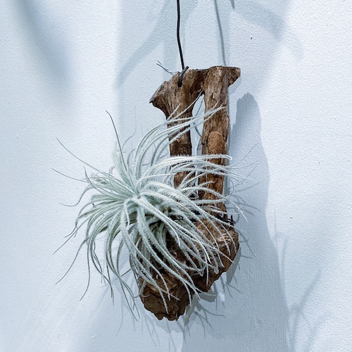 チランジア・テクトラム Tillandsia tectorum