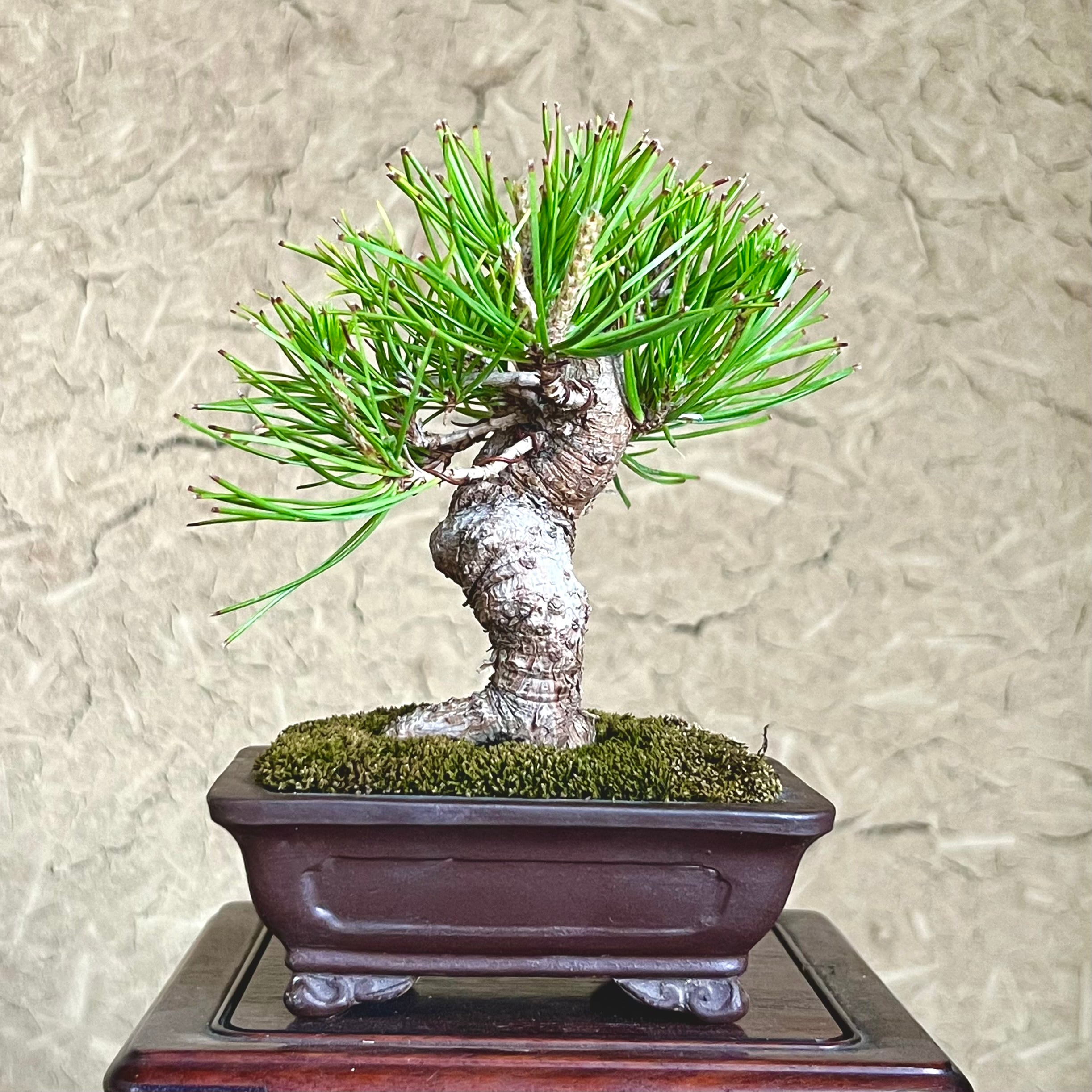 イチョウの寄植え盆栽｜小さな木立を楽しむ一点物｜高さ約30cm