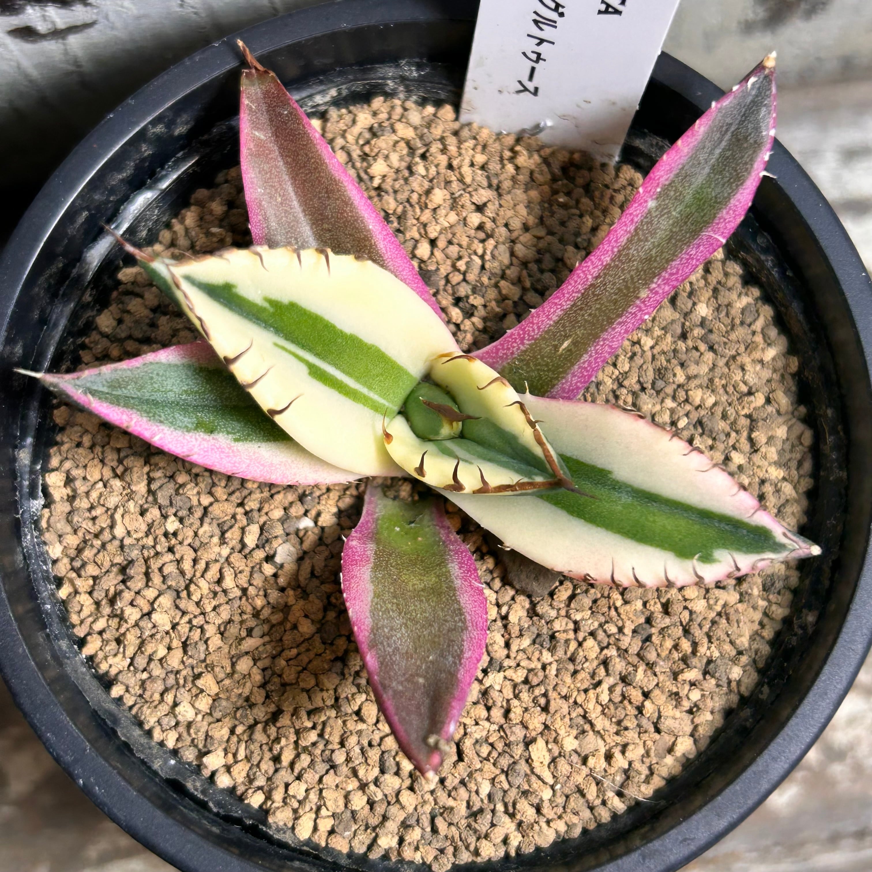 アーノルディ(アエオニウム) | RuPo 多肉植物専門店