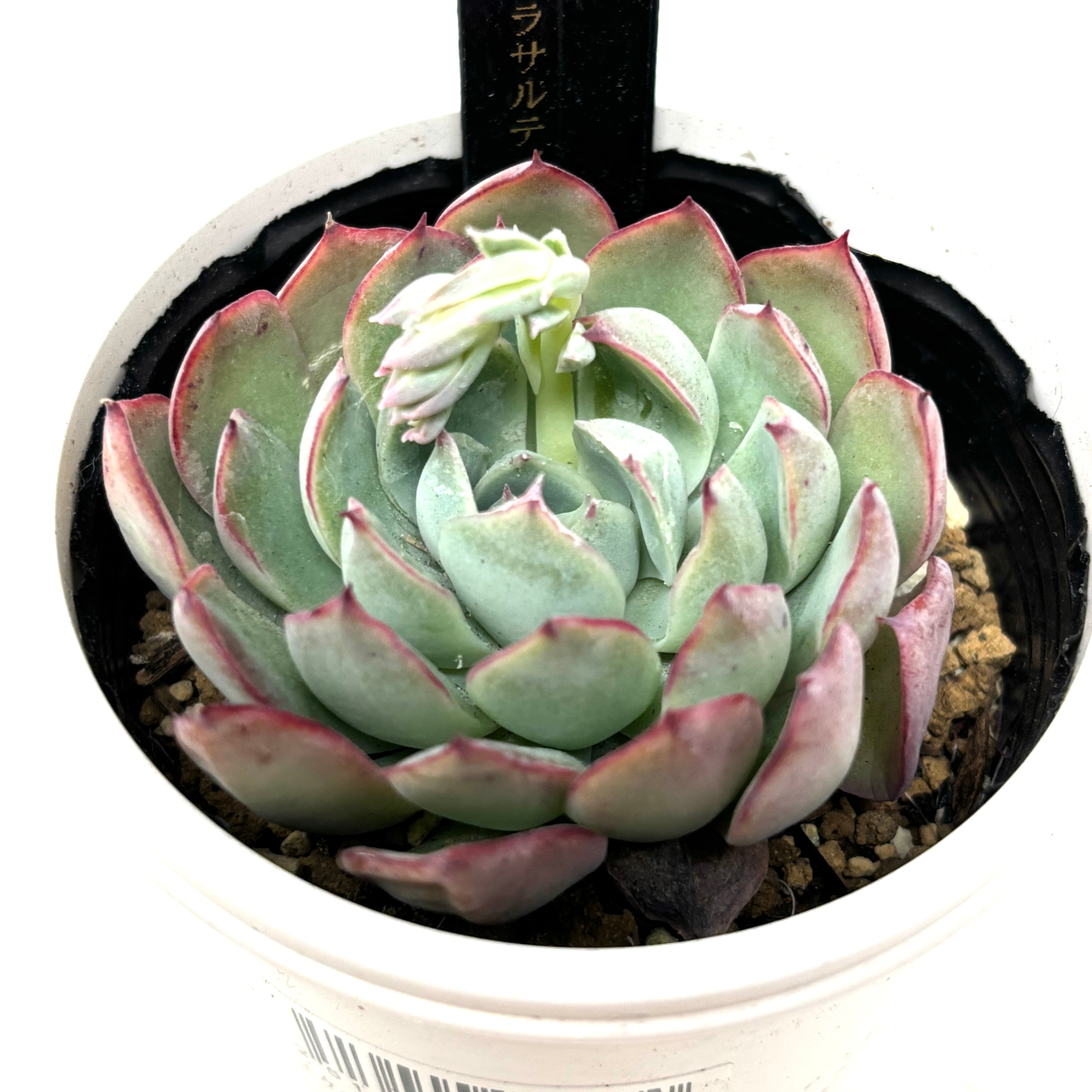 AJ多肉さん苗 エケベリア 花月夜 × ストリクチフローラサルティヨ【885】