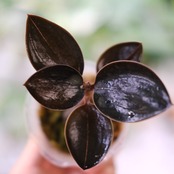 Ludisia discolor var. nigrescens / ルディシア ディスカラー ニグレスセンス④ / 観葉植物