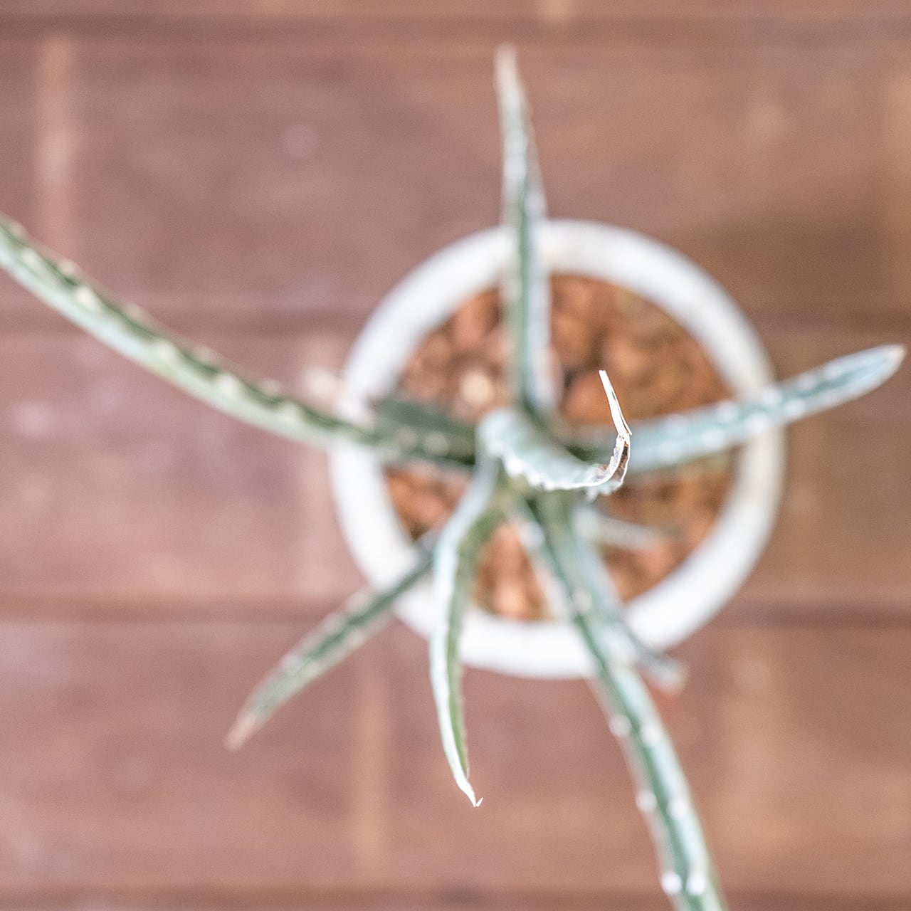 鋭い棘と細い葉が放射状に伸びるアガベ・キシロアカンサ。全長45cmの迫力ある姿を、質感の良い手づくりモルタル鉢に合わせました。|虫発生抑制|送料全国一律850円