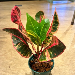 【現品】タイ直輸入 クロトン Thay wa sa thit 41-2｜幅広〜長葉