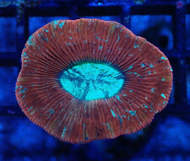 Trachyphyllia 3