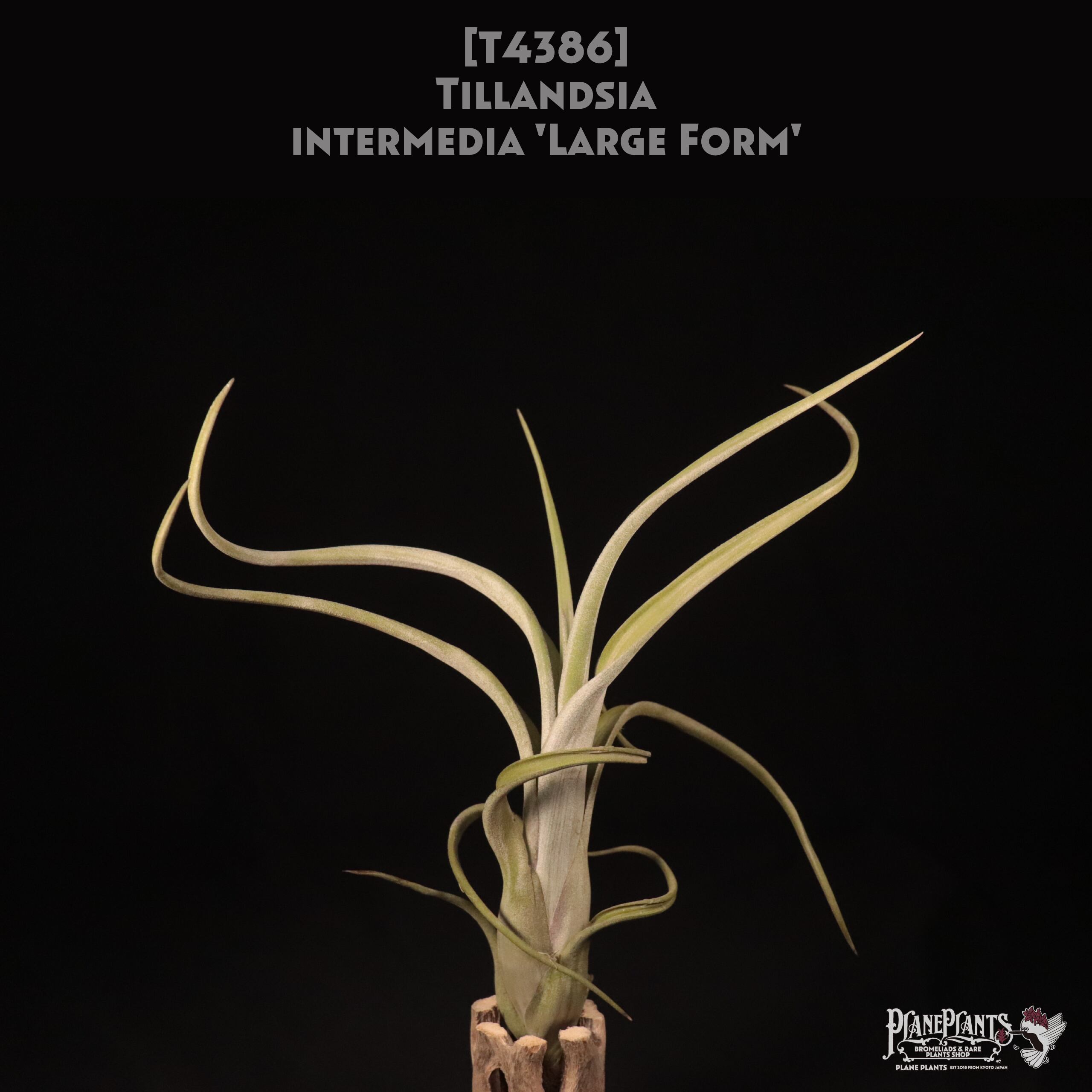 【送料無料】intermedia 'Large Form'〔エアプランツ〕現品発送T4386