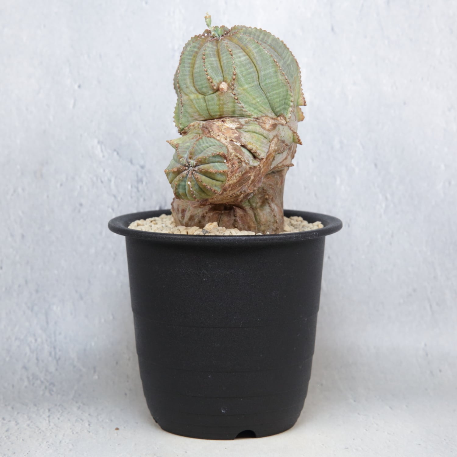 オス株【超厳選株】異型 大株 最大幅約12cm トリプルヘッド 綴化