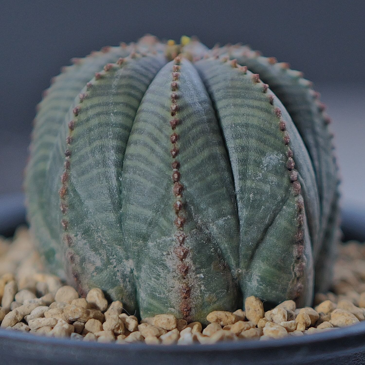 美模様 木質化 美模様 マイクロ オベサ / ユーフォルビア | LIGHTHOUSE