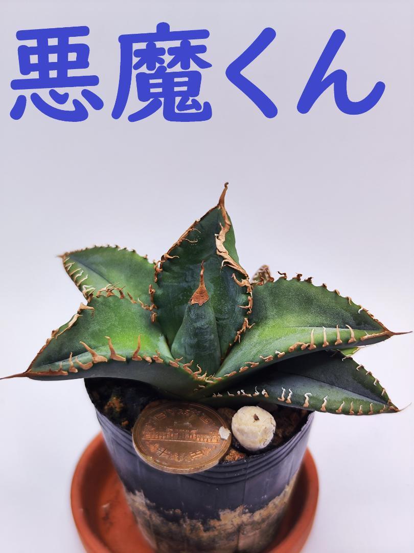 アガベチタノタ大型株検索悪魔くん｜アガベ 