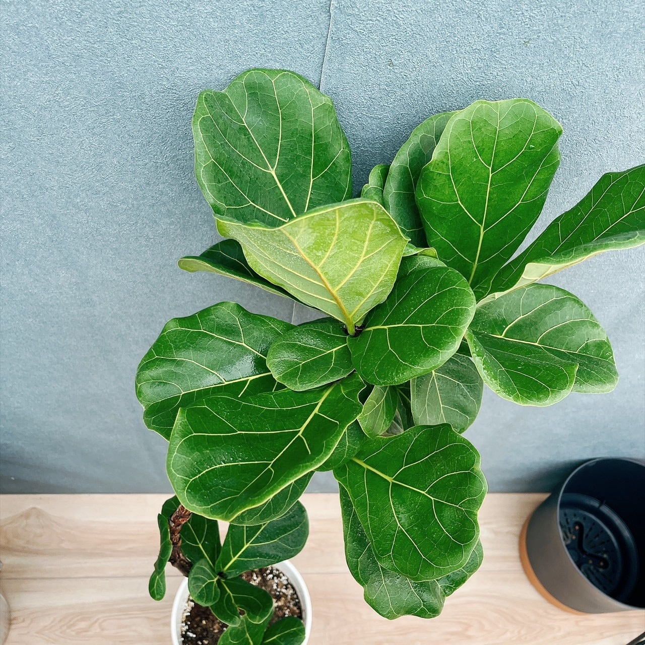 ［現品］3番　カシワバゴムノキ　フィカス　リラータ　曲がり　7号　観葉植物　室内 現品］13番 カシワバゴムノキ フィカス リラータ 曲がり 7号 観葉植物