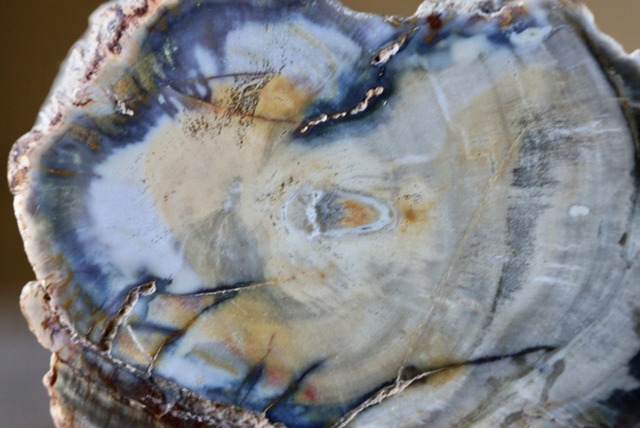 珪化木 Araucarioxylon 13