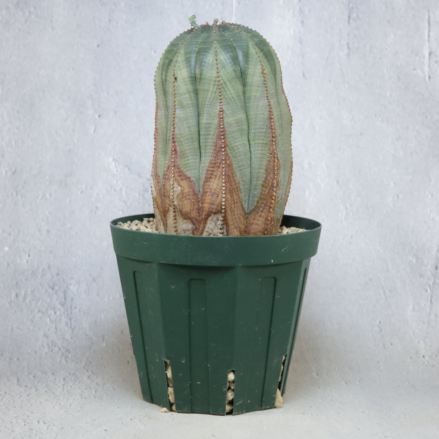 メス株【超厳選株】大株 最大幅9cm ヴィンテージ カキコ 美模様