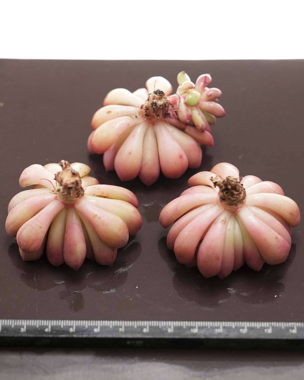 カット苗 ピンクルルビー 単頭 Graptoveria 'Bashful'