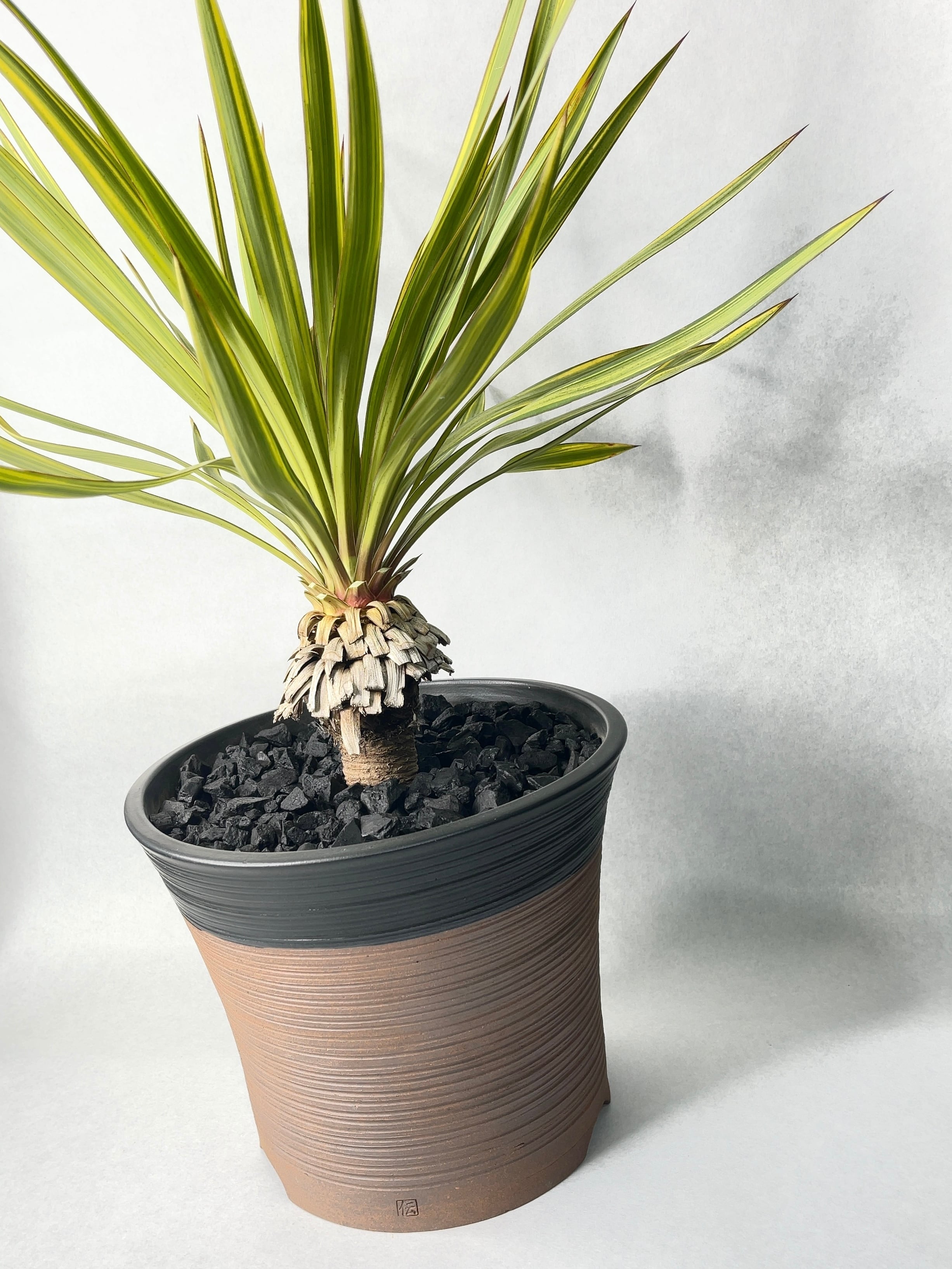 ユッカレクルビフォリア、8頭、1m37、引き取り限定、ユッカグロリオサ レクルビフォリア・バナナスプリット | trigger